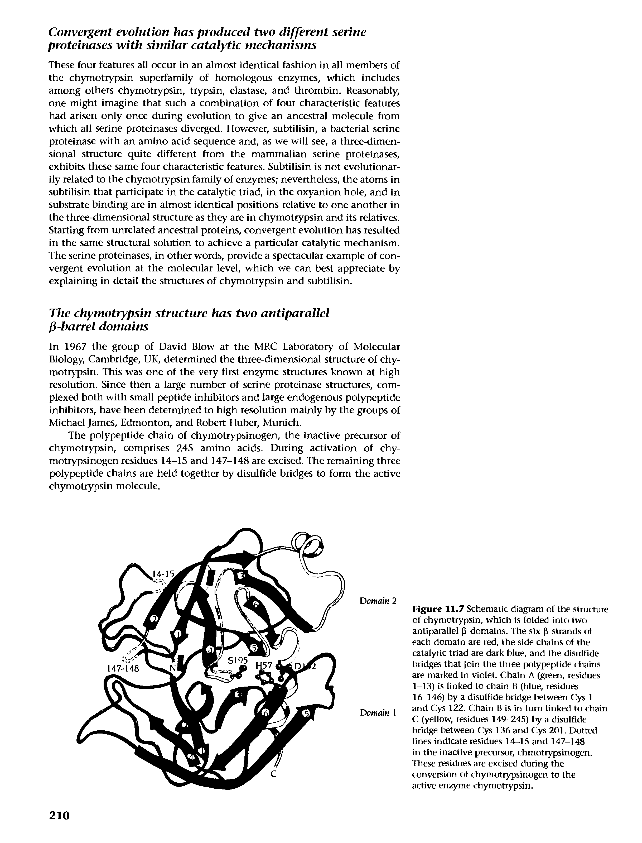 Figure 11.7 Schematic diagram of the structure of chymotrypsin, which is folded into two antiparallel p domains. The six p strands of each domain are red, the side chains of the catalytic triad are dark blue, and the disulfide bridges that join the three polypeptide chains are marked in violet. Chain A (green, residues 1-13) is linked to chain B (blue, residues 16-146) by a disulfide bridge between Cys 1 and Cys 122. Chain B is in turn linked to chain C (yellow, residues 149-245) by a disulfide bridge between Cys 136 and Cys 201. Dotted lines indicate residues 14-15 and 147-148 in the inactive precursor, chmotrypsinogen. These residues are excised during the conversion of chymotrypsinogen to the active enzyme chymotrypsin.