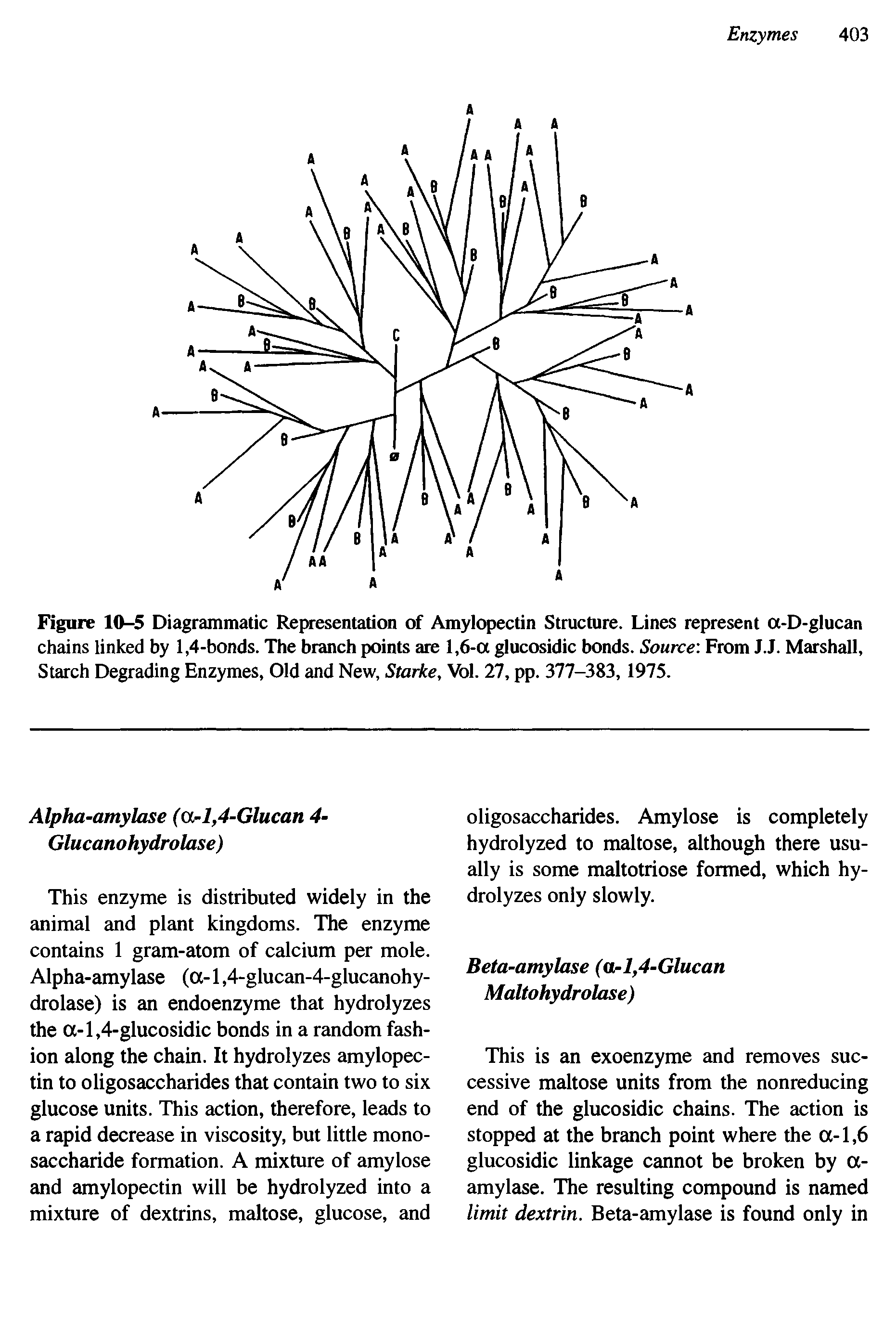 Figure 10-5 Diagrammatic Representation of Amylopectin Structure. Lines represent a-D-glucan chains linked by 1,4-bonds. The branch points are 1,6-a glucosidic bonds. Source From J.J. Marshall, Starch Degrading Enzymes, Old and New, Starke, Vol. 27, pp. 377-383, 1975.