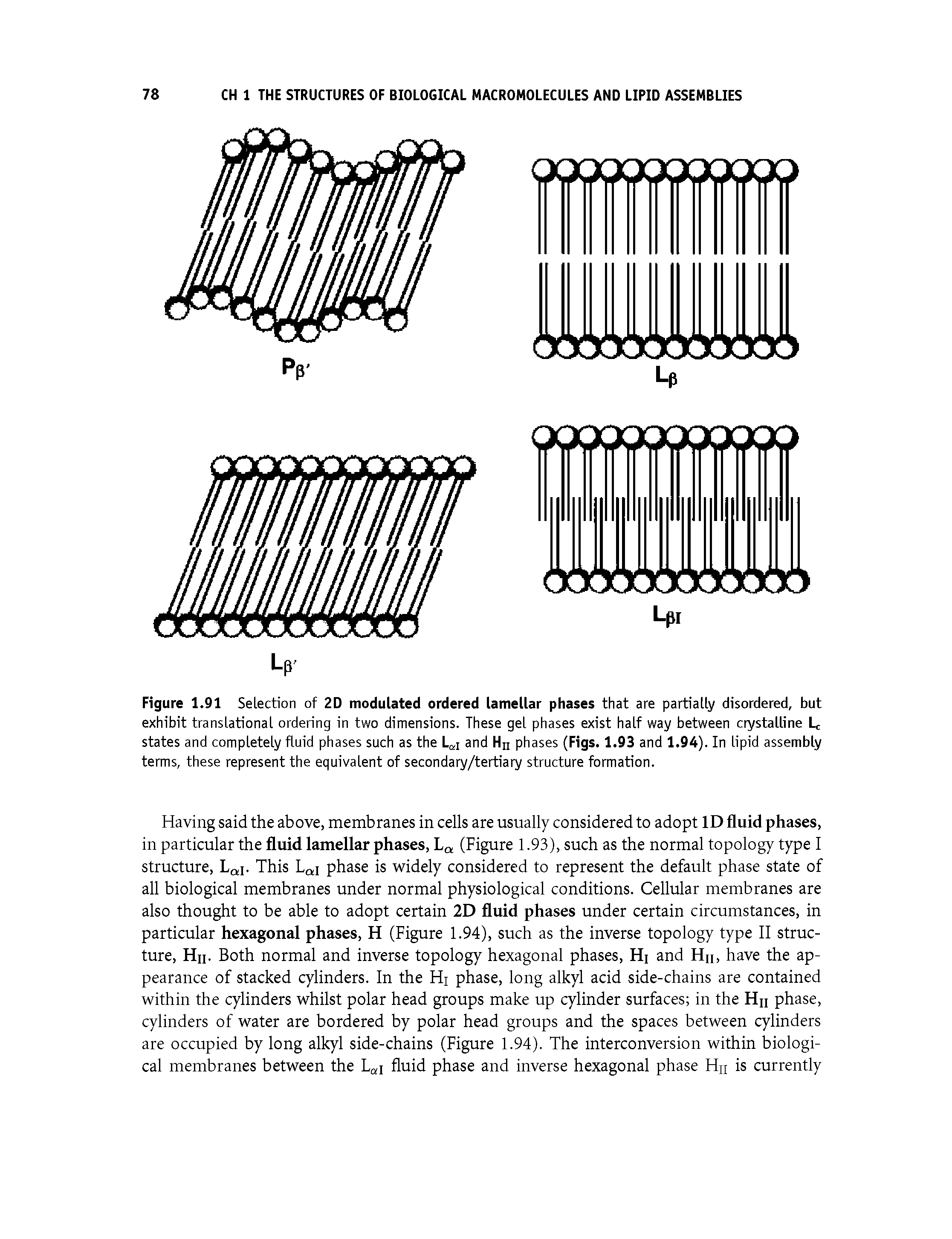 Figure 1.91 Selection of 2D modulated ordered lamellar phases that are partially disordered, but exhibit translational ordering in two dimensions. These gel phases exist half way between crystalline Lc states and completely fluid phases such as the Lai and Hn phases (Figs. 1.93 and 1.94). In lipid assembly terms, these represent the equivalent of secondary/tertiary structure formation.