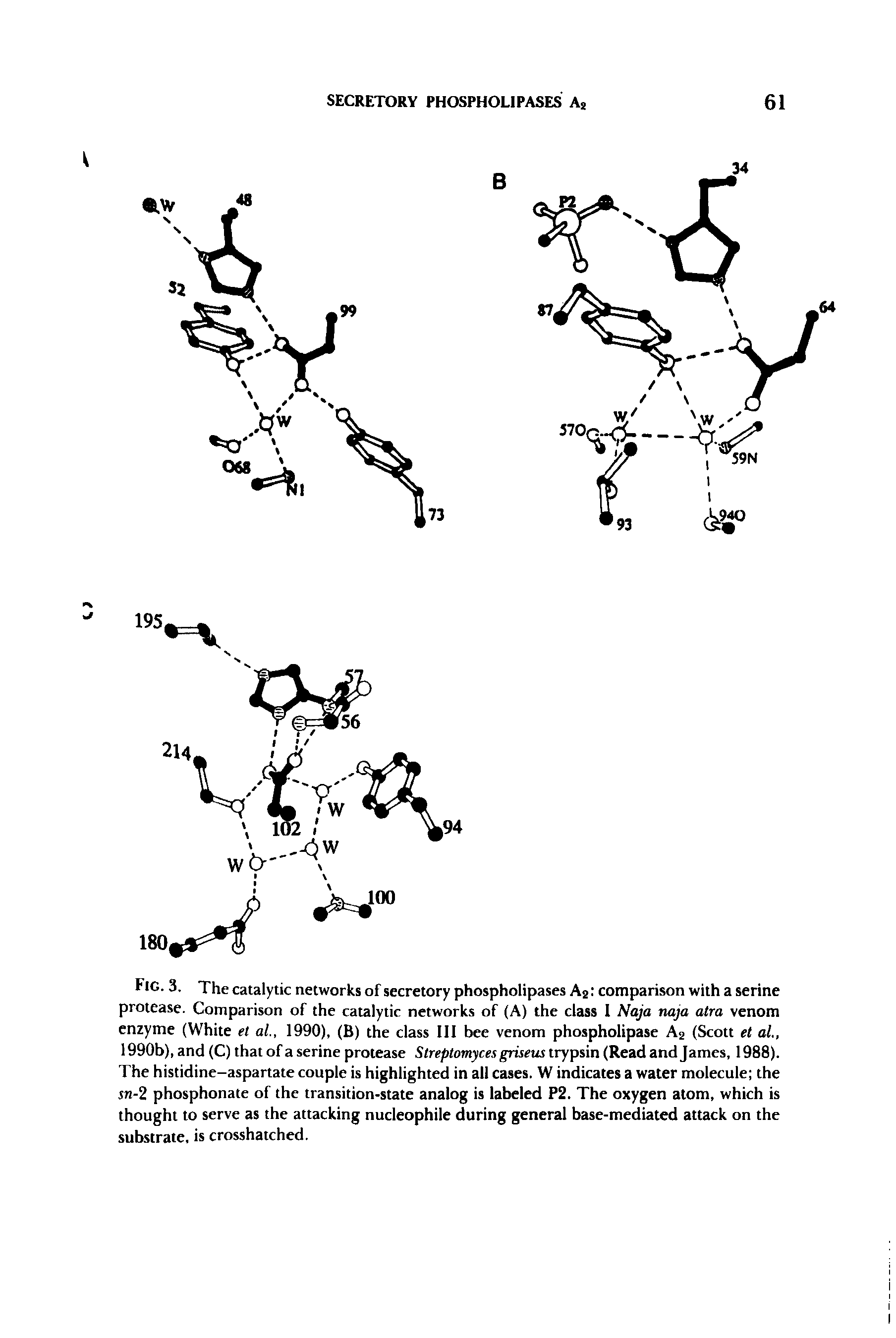 Fig. 3. The catalytic networks of secretory phospholipases A2 comparison with a serine protease. Comparison of the catalytic networks of (A) the class I Naja naja atra venom enzyme (White et al, 1990), (B) the class III bee venom phospholipase As (Scott et at, 1990b), and (C) that of a serine protease Slreptomyces griseus trypsin (Read and James, 1988). The histidine-aspartate couple is highlighted in all cases. W indicates a water molecule the sn-2 phosphonate of the transition-state analog is labeled P2. The oxygen atom, which is thought to serve as the attacking nucleophile during general base-mediated attack on the substrate, is crosshatched.