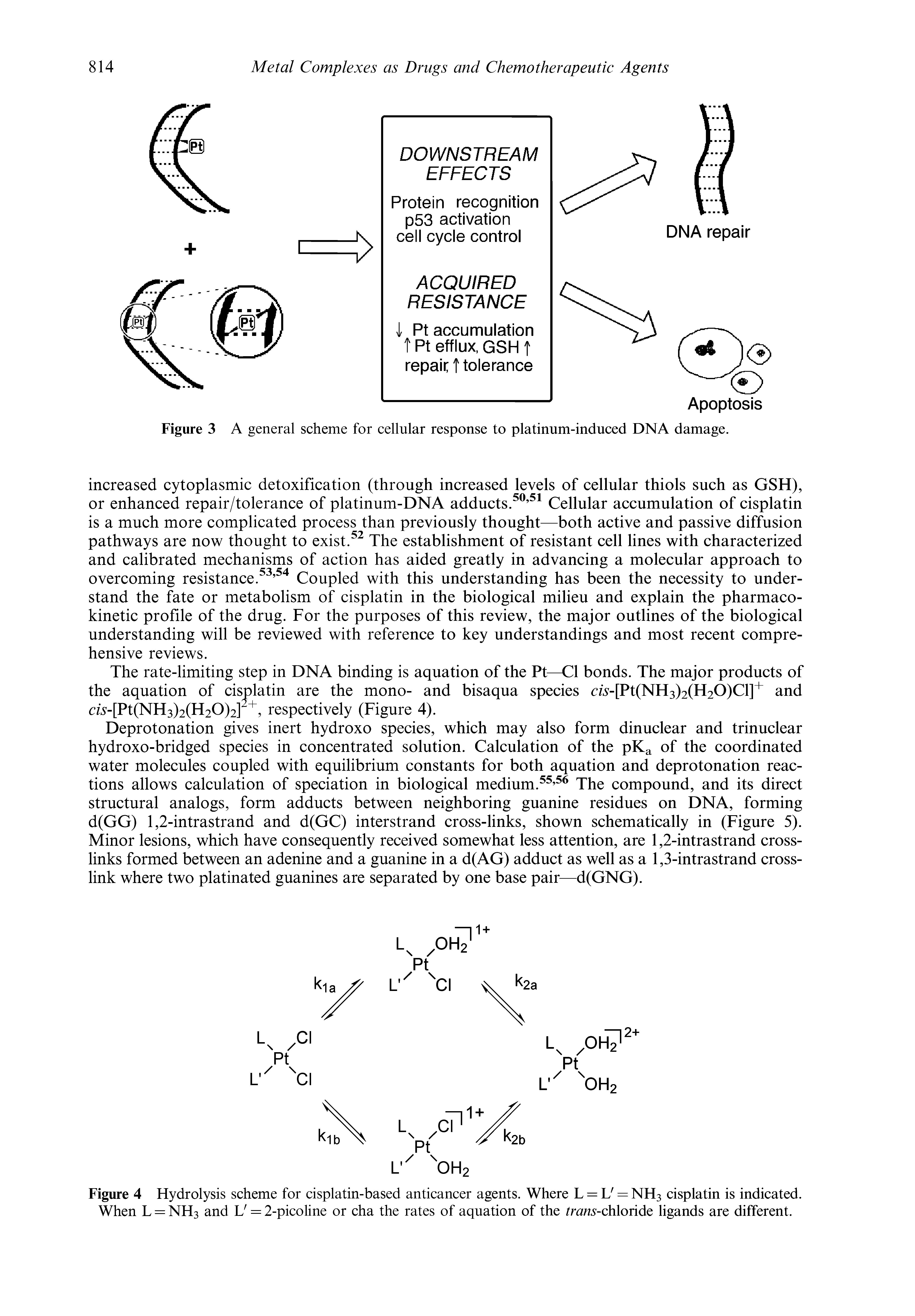 Figure 4 Hydrolysis scheme for cisplatin-based anticancer agents. Where L = U = NH3 cisplatin is indicated. When L = NH3 and V = 2-picoline or cha the rates of aquation of the trans-chloride ligands are different.