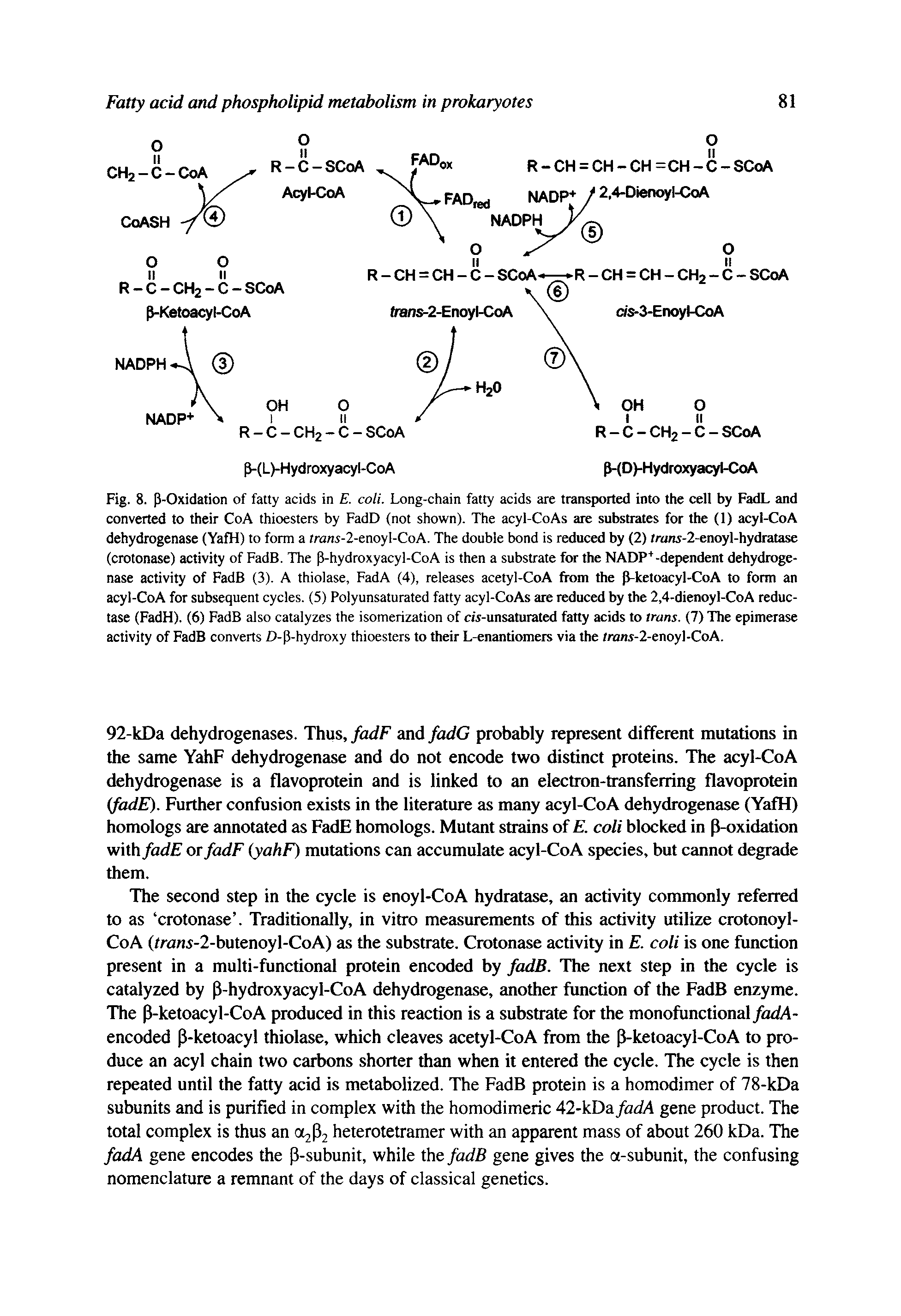 Fig. 8. P-Oxidation of fatty acids in E. coli. Long-chain fatty acids are transported into the cell by FadL and converted to their CoA thioesters by FadD (not shown). The acyl-CoAs are substrates for the (1) acyl-CoA dehydrogenase (YafH) to form a trans-2-enoyl-CoA. The double bond is reduced by (2) rrans-2-enoyl-hydratase (crotonase) activity of FadB. The P-hydroxyacyl-CoA is then a substrate for the NADP -dependent dehydrogenase activity of FadB (3). A thiolase, FadA (4), releases acetyl-CoA from the P-ketoacyl-CoA to form an acyl-CoA for subsequent cycles. (5) Polyunsaturated fatty acyl-CoAs are reduced by the 2,4-dienoyl-CoA reductase (FadH). (6) FadB also catalyzes the isomerization of c/s-unsaturated fatty acids to trans. (7) The epimerase activity of FadB converts O-P-hydroxy thioesters to their L-enantiomers via the /rans-2-enoyl-CoA.