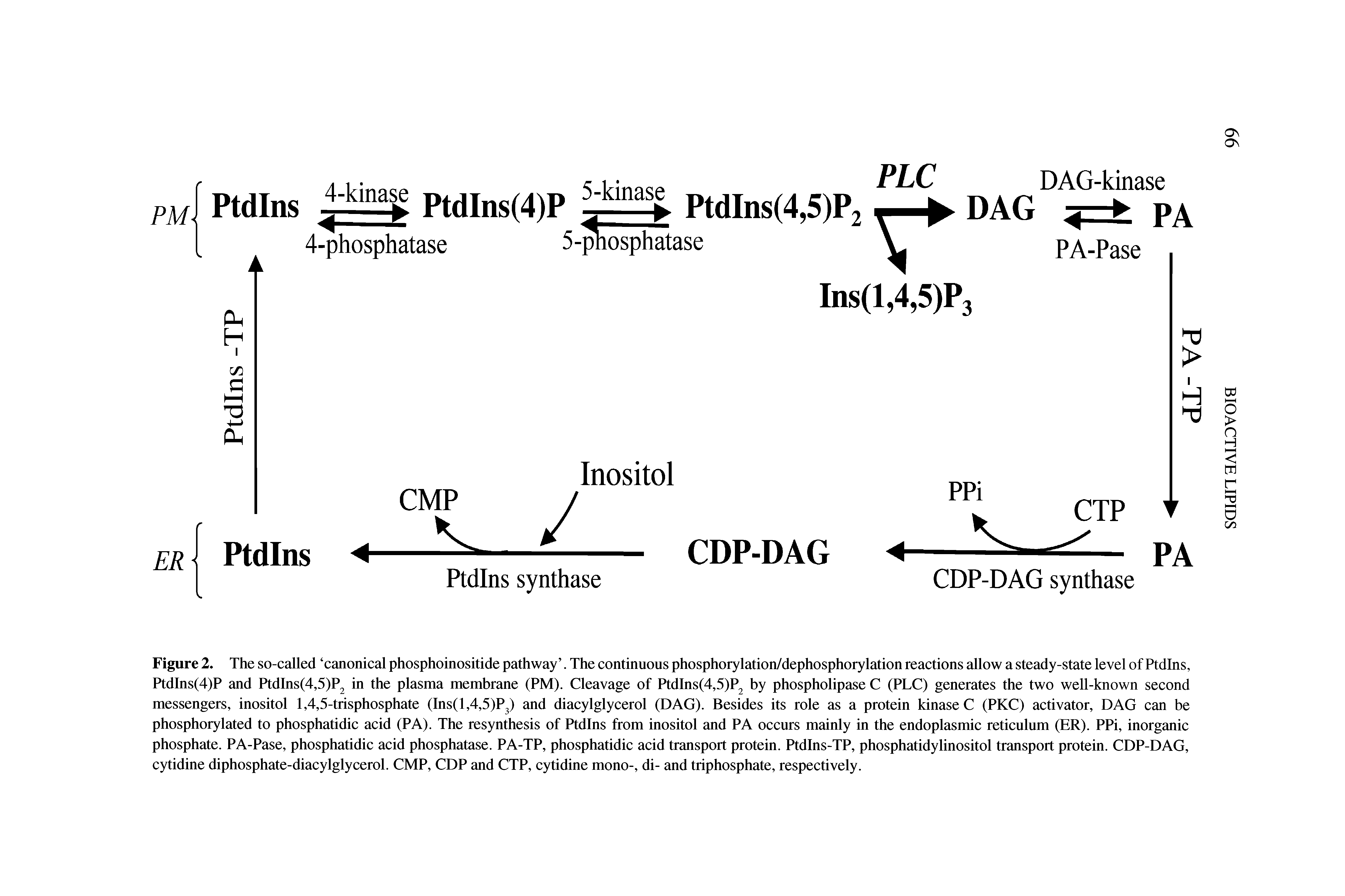 Figure 2. The so-called canonical phosphoinositide pathway . The continuous phosphorylation/dephosphorylation reactions allow a steady-state level of Ptdins, PtdIns(4)P and PtdIns(4,5)P2 in the plasma membrane (PM). Cleavage of PtdIns(4,5)P2 by phospholipase C (PLC) generates the two well-known second messengers, inositol 1,4,5-trisphosphate (Ins(l,4,5)P3) and diacylglycerol (DAG). Besides its role as a protein kinase C (PKC) activator, DAG can be phosphorylated to phosphatidic acid (PA). The resynthesis of Ptdins from inositol and PA occurs mainly in the endoplasmic reticulum (ER). PPi, inorganic phosphate. PA-Pase, phosphatidic acid phosphatase. PA-TP, phosphatidic acid transport protein. PtdIns-TP, phosphatidylinositol transport protein. CDP-DAG, cytidine diphosphate-diacylglycerol. CMP, CDP and CTP, cytidine mono-, di- and triphosphate, respectively.