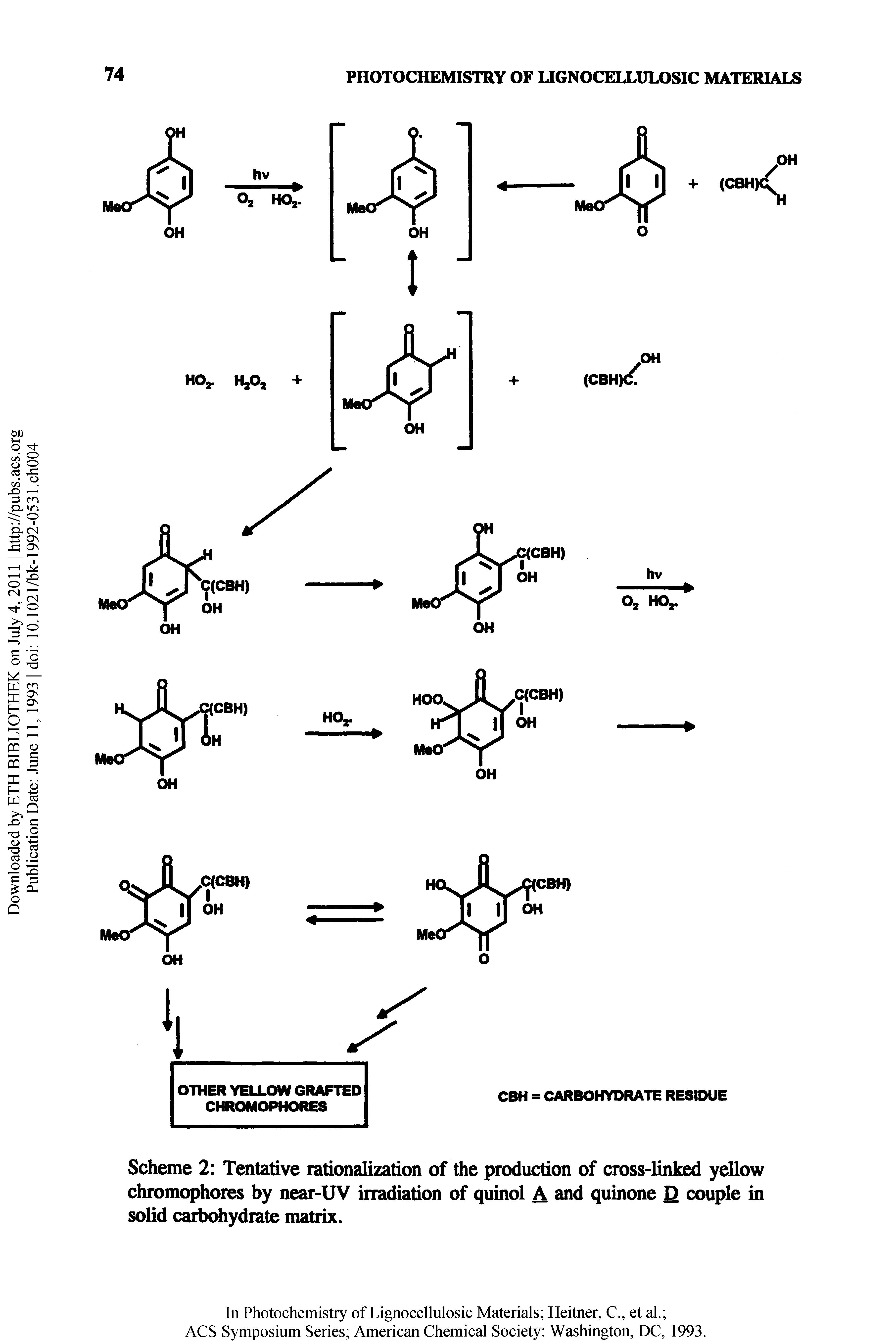 Scheme 2 Tentative rationalization of the production of cross-linked yellow chromophores by near-UV irradiation of quinol A and quinone D couple in solid carbohydrate matrix.