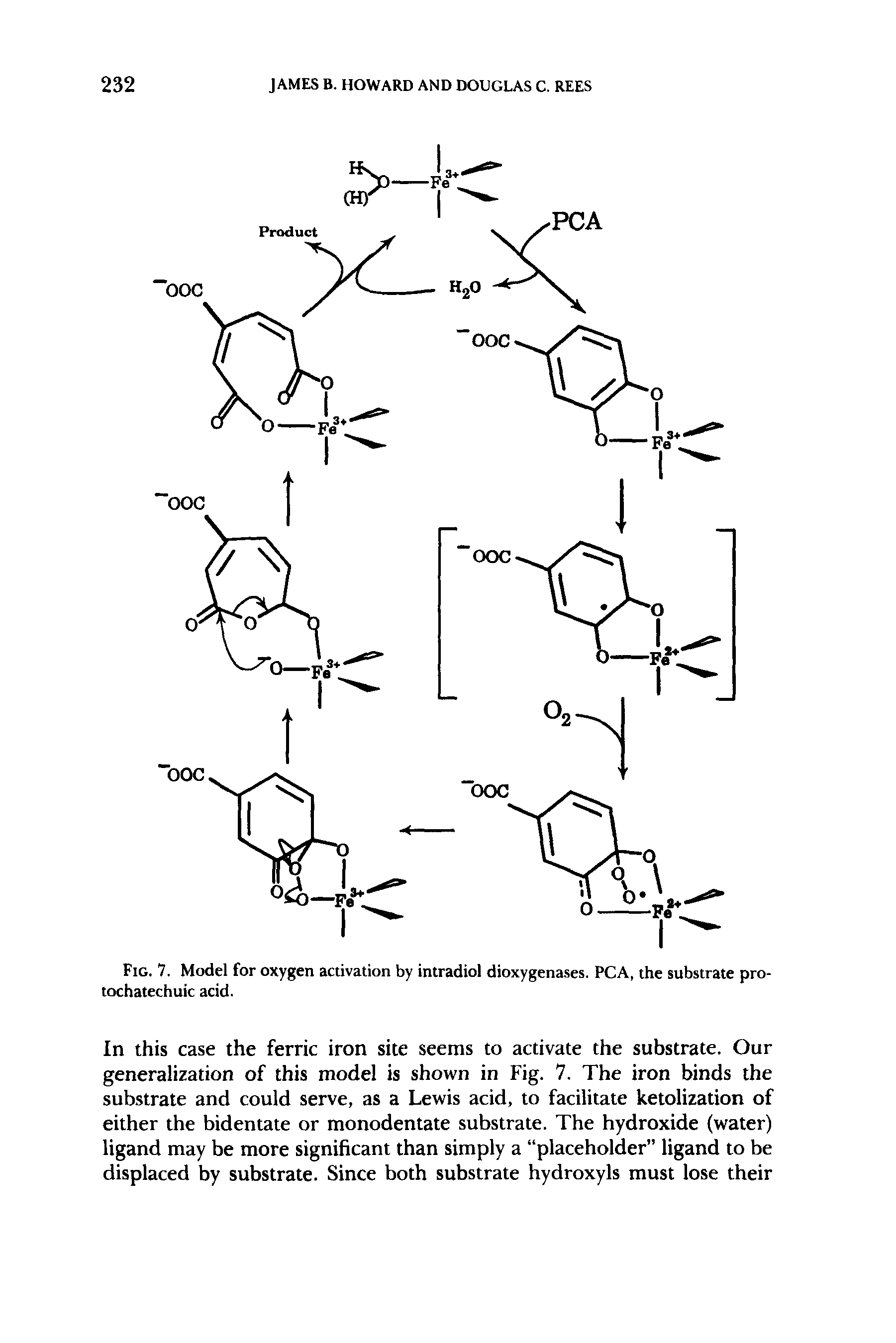 Fig. 7. Model for oxygen activation by intradiol dioxygenases. PCA, the substrate pro-tochatechuic acid.