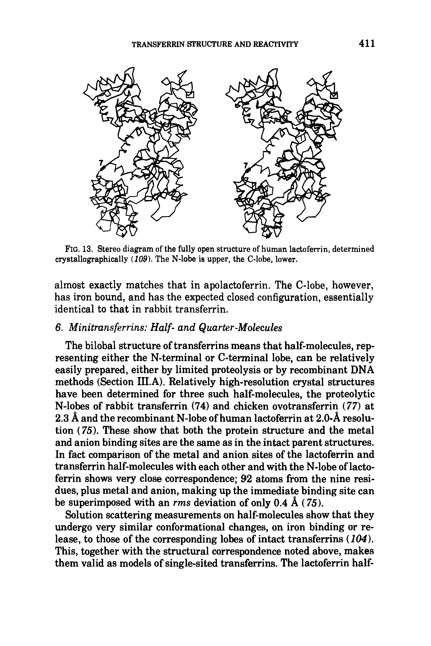 Fig. 13. Stereo diagram of the fully open structure of human lactoferrin, determined crystallographically (109). The N-lobe is upper, the C-lobe, lower.