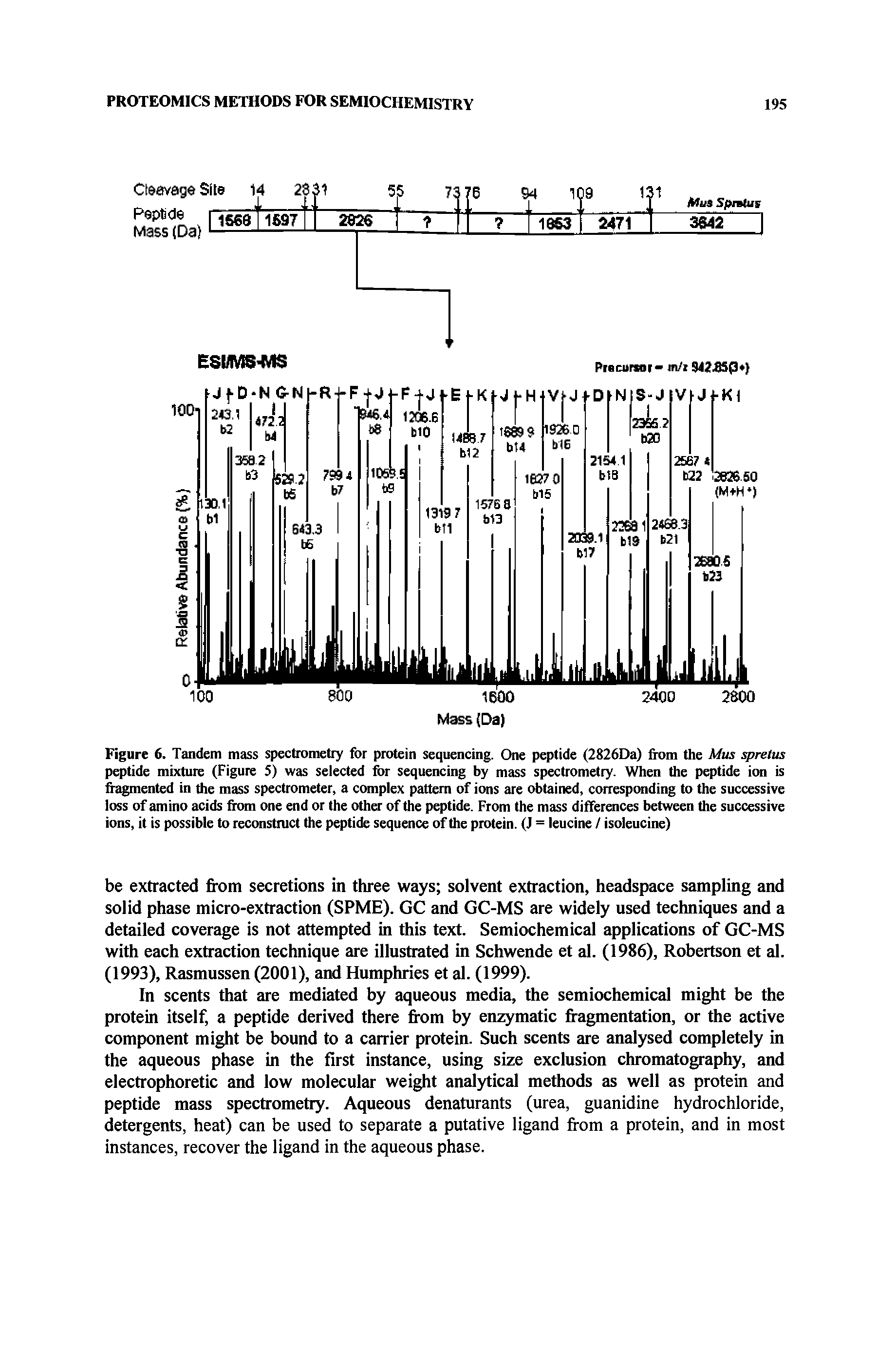 Figure 6. Tandem mass spectrometry for protein sequencing. One peptide (2826Da) from the Mus spretus peptide mixture (Figure 5) was selected for sequencing by mass spectrometry. When the peptide ion is fi mented in the mass spectrometer, a complex pattern of ions are obtained, corresponding to the successive loss of amino acids from one end or the other of the peptide. From the mass differences between the successive ions, it is possible to reconstruct the peptide sequence of the protein. (J = leucine / isoleucine)...