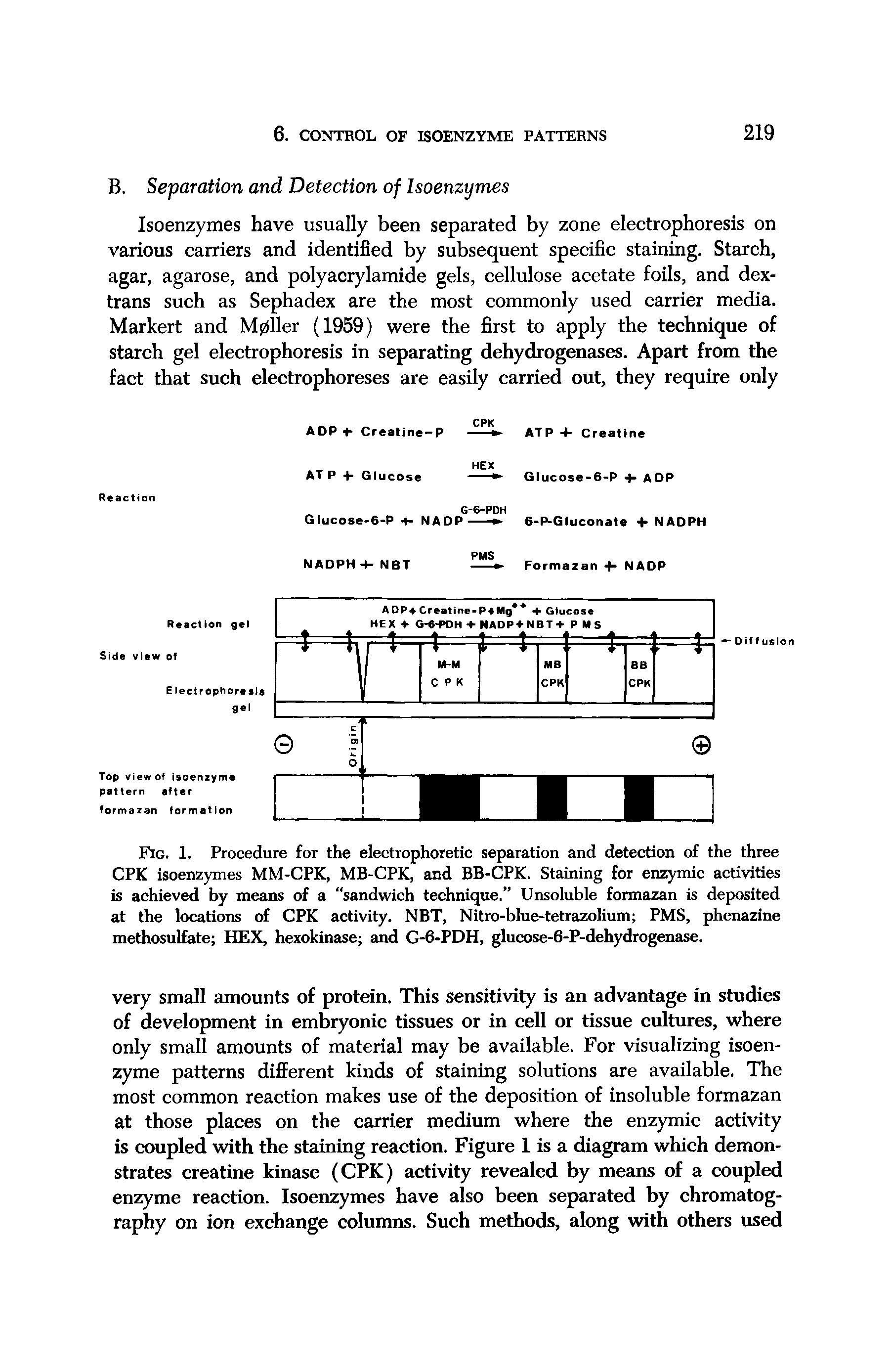 Fig. 1. Procedure for the electrophoretic separation and detection of the three CPK isoenzymes MM-CPK, MB-CPK, and BB-CPK. Staining for enzymic activities is achieved by means of a sandwich technique. Unsoluble formazan is deposited at the locations of CPK activity. NBT, Nitro-blue-tetrazolium PMS, phenazine methosulfate HEX, hexokinase and G-6-PDH, glucose-6-P-dehydrogenase.