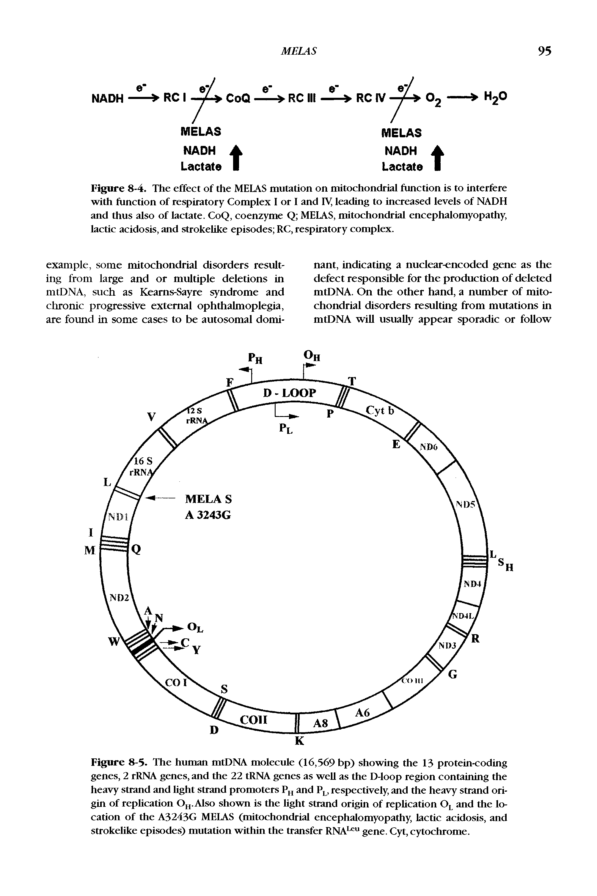 Figure 8-4. The effect of the MELAS mutation on mitochondrial function is to interfere with function of respiratory Complex I or I and IV, leading to increased levels of NADH and thus also of lactate. CoQ, coenzyme Q MELAS, mitochondrial encephalomyopathy, lactic acidosis, and strokelike episodes RC, respiratory complex.