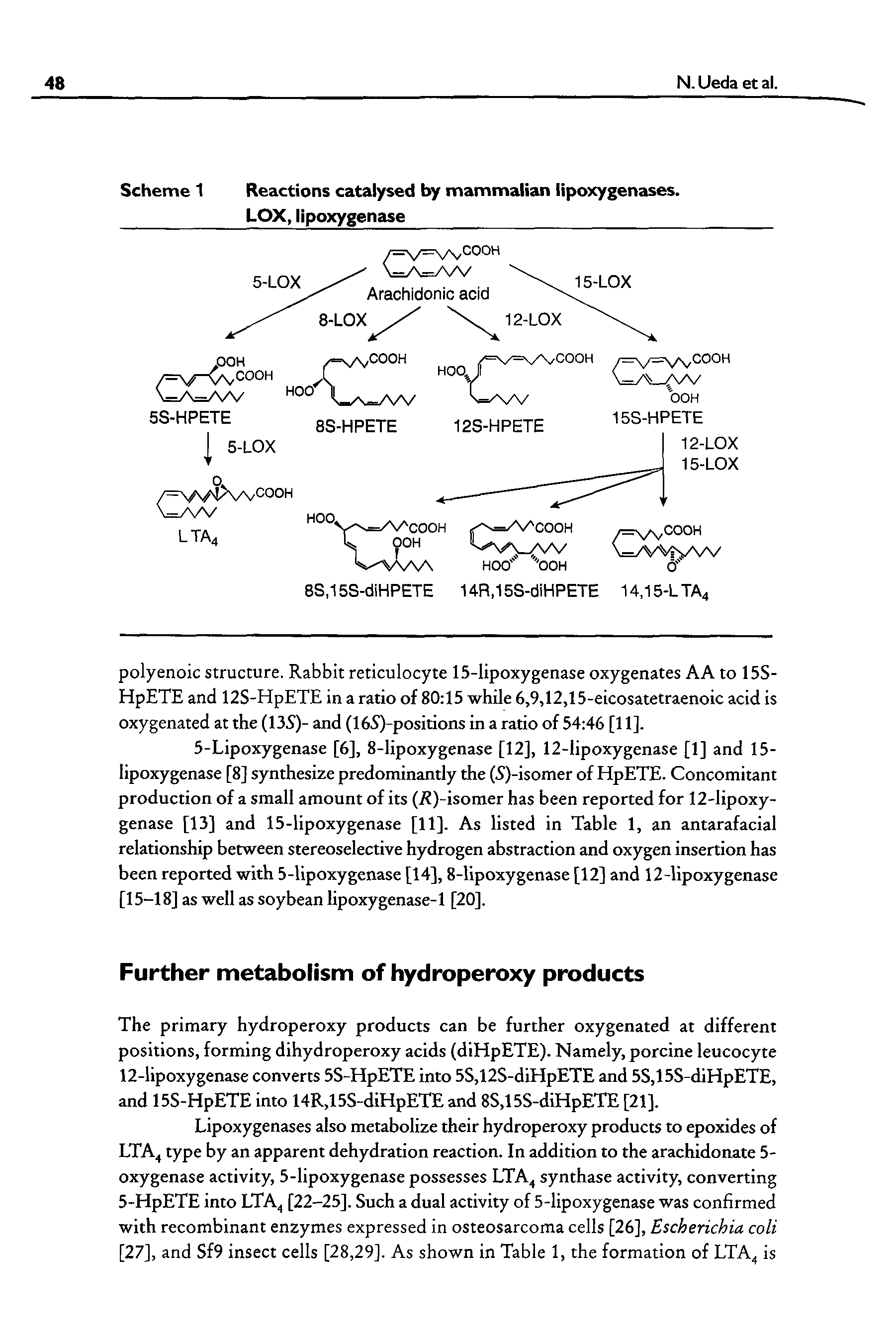 Scheme 1 Reactions catalysed by mammalian lipoxygenases. LOX, lipoxygenase ...