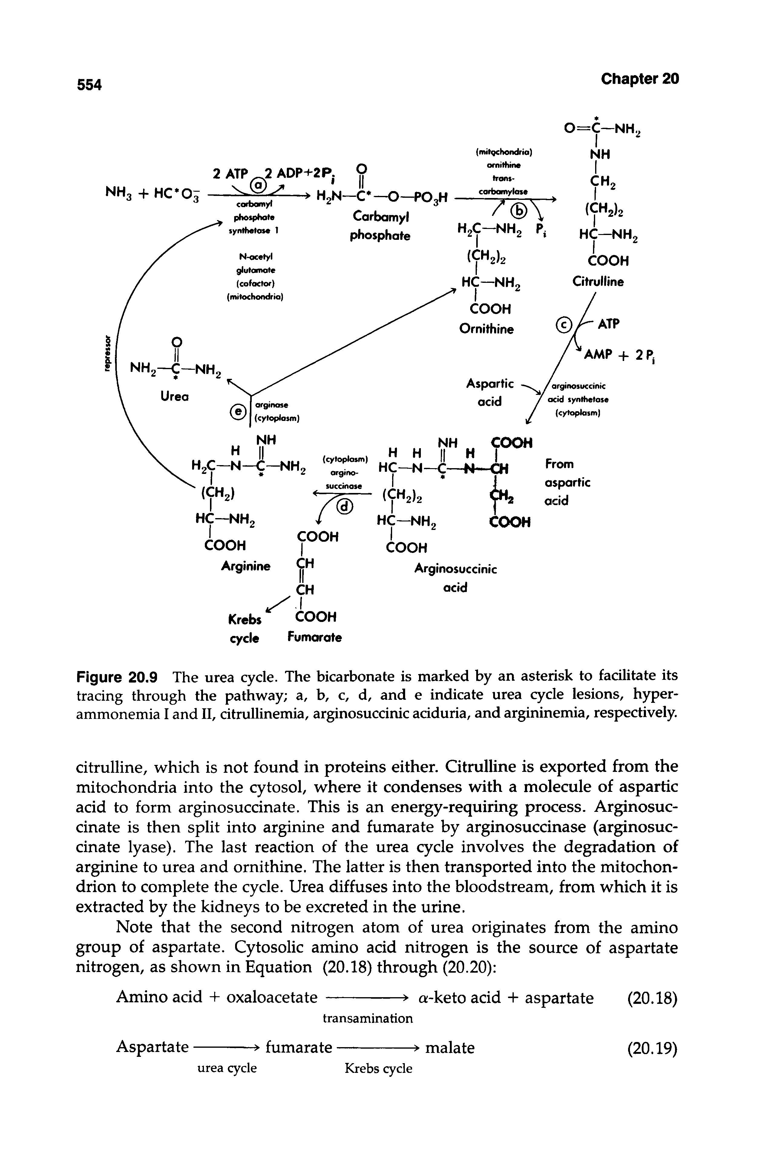 Figure 20.9 The urea cycle. The bicarbonate is marked by an asterisk to facilitate its tracing through the pathway a, b, c, d, and e indicate urea cycle lesions, hyperammonemia I and II, citrullinemia, arginosuccinic aciduria, and argininemia, respectively.