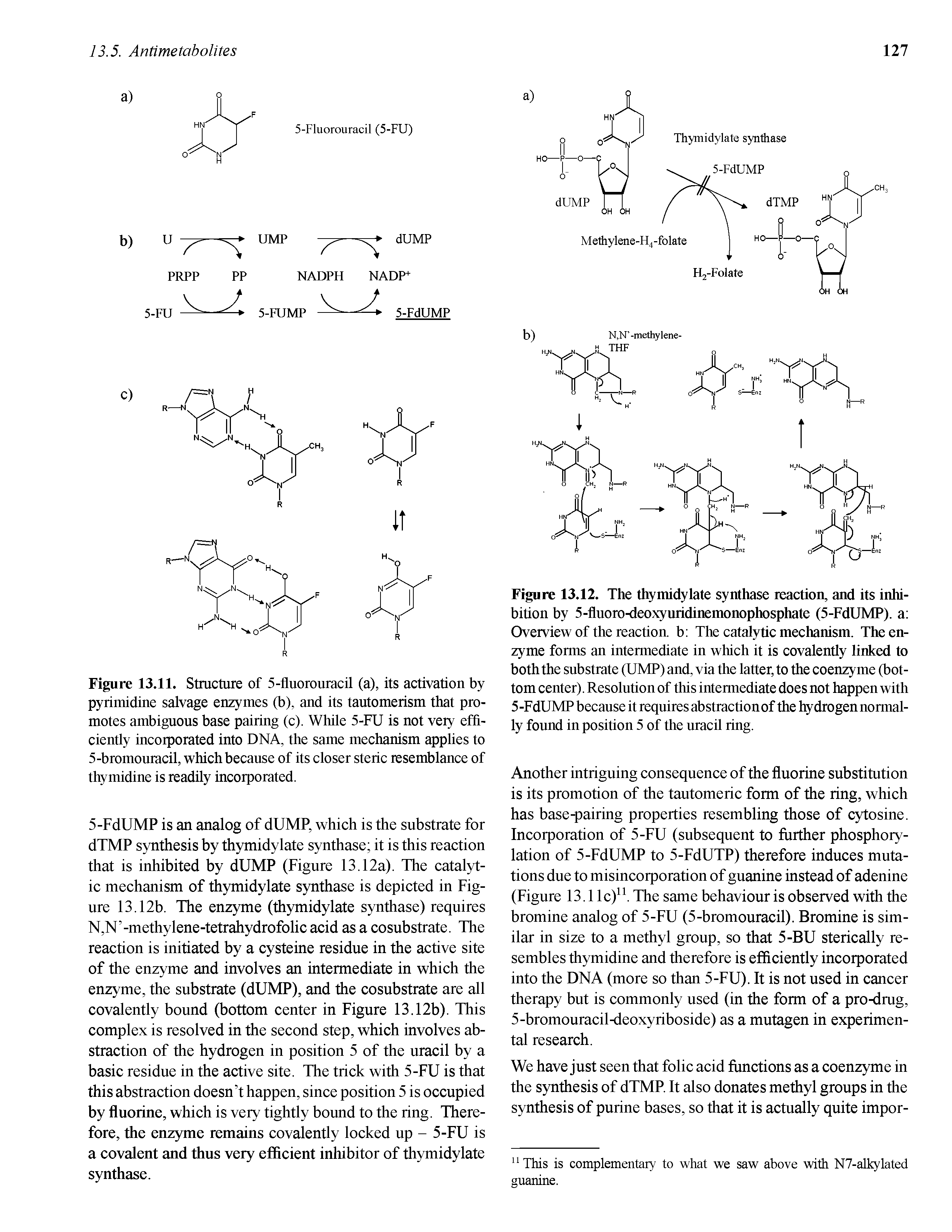 Figure 13.11. Structure of 5-fluorouracil (a), its activation by pyrimidine salvage enzymes (b), and its tautomerism that promotes ambiguous base pairing (c). While 5-FU is not very efficiently incorporated into DNA, the same mechanism applies to 5-bromonracil, whichbecanse of its closer steric resemblance of thymidine is readily incorporated.