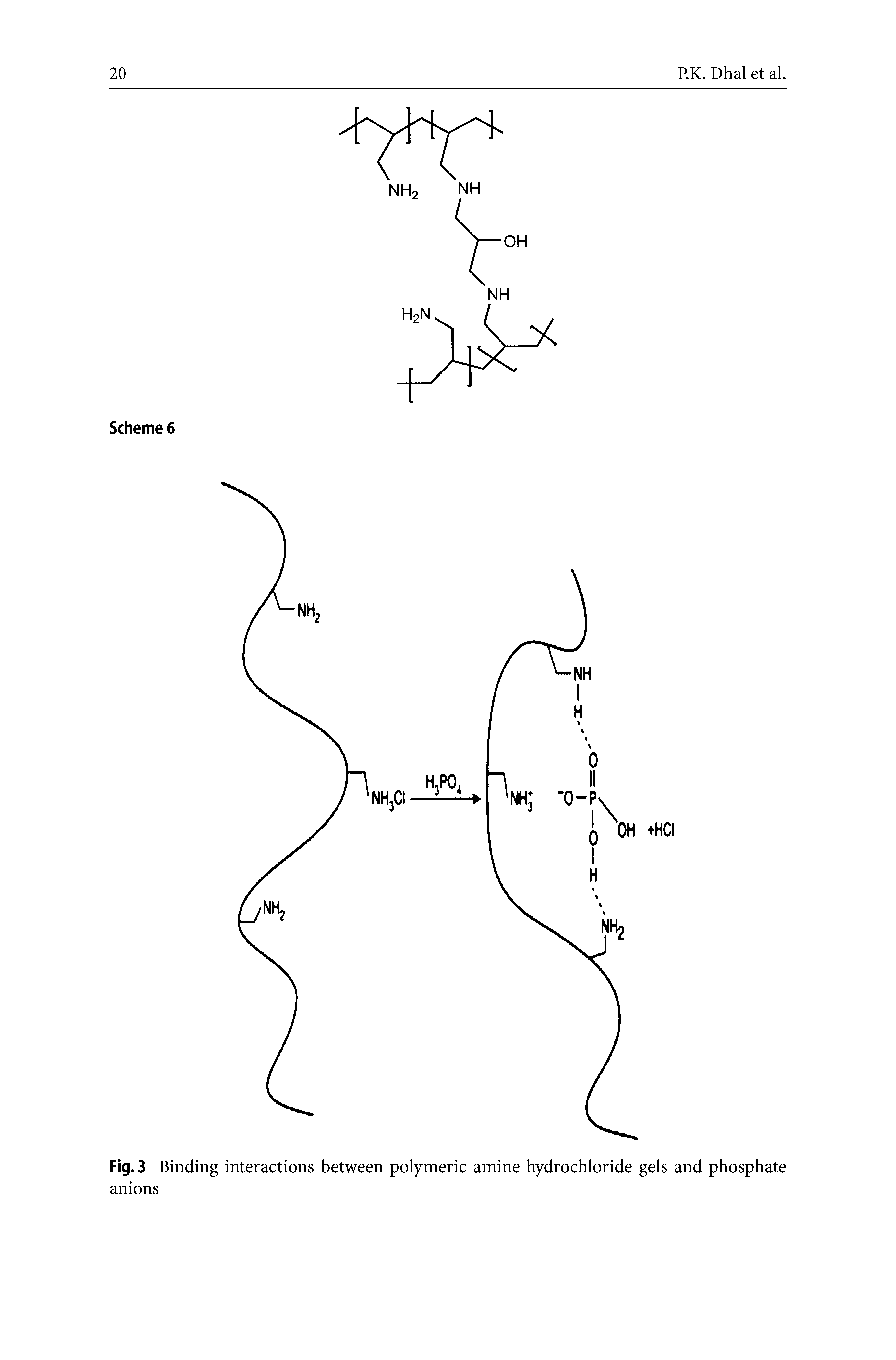 Fig. 3 Binding interactions between polymeric amine hydrochloride gels and phosphate anions...