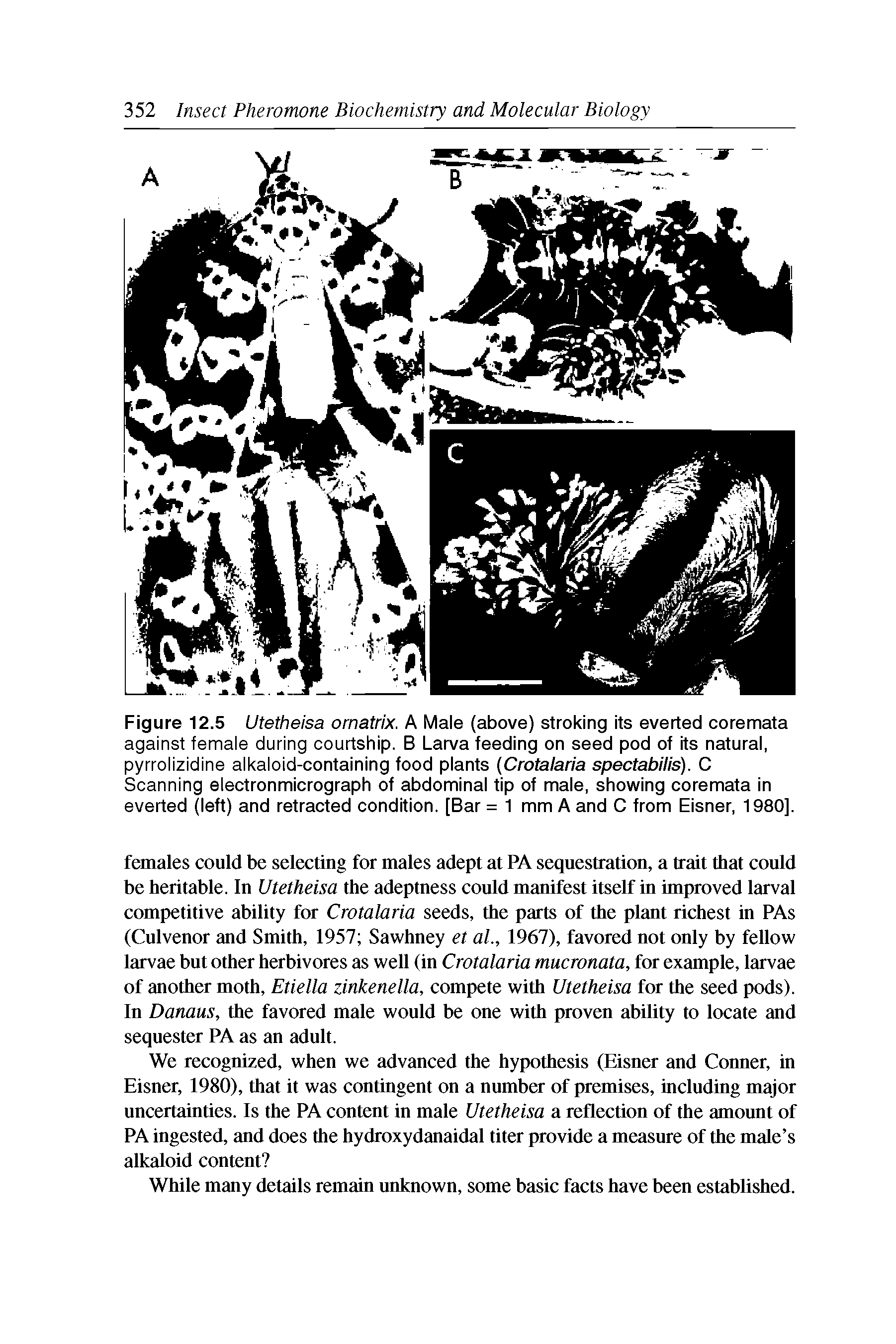 Figure 12.5 Utetheisa ornatrix. A Male (above) stroking its everted coremata against female during courtship. B Larva feeding on seed pod of its natural, pyrrolizidine alkaloid-containing food plants (Crotalaria spectabilis). C Scanning electronmicrograph of abdominal tip of male, showing coremata in everted (left) and retracted condition. [Bar = 1 mm A and C from Eisner, 1980].