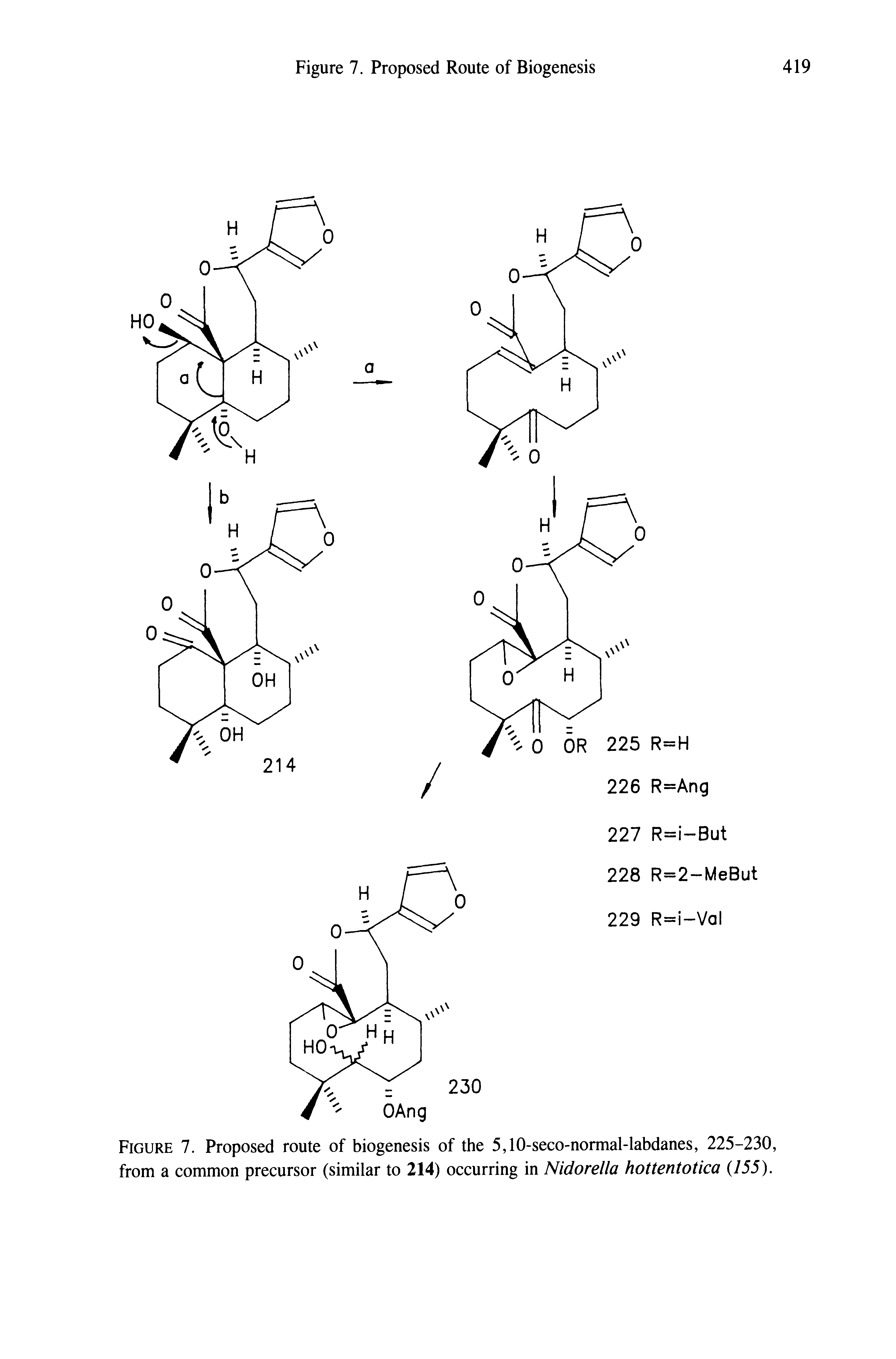Figure 7. Proposed route of biogenesis of the 5,10-seco-normal-labdanes, 225-230, from a common precursor (similar to 214) occurring in Nidorella hottentotica 155).