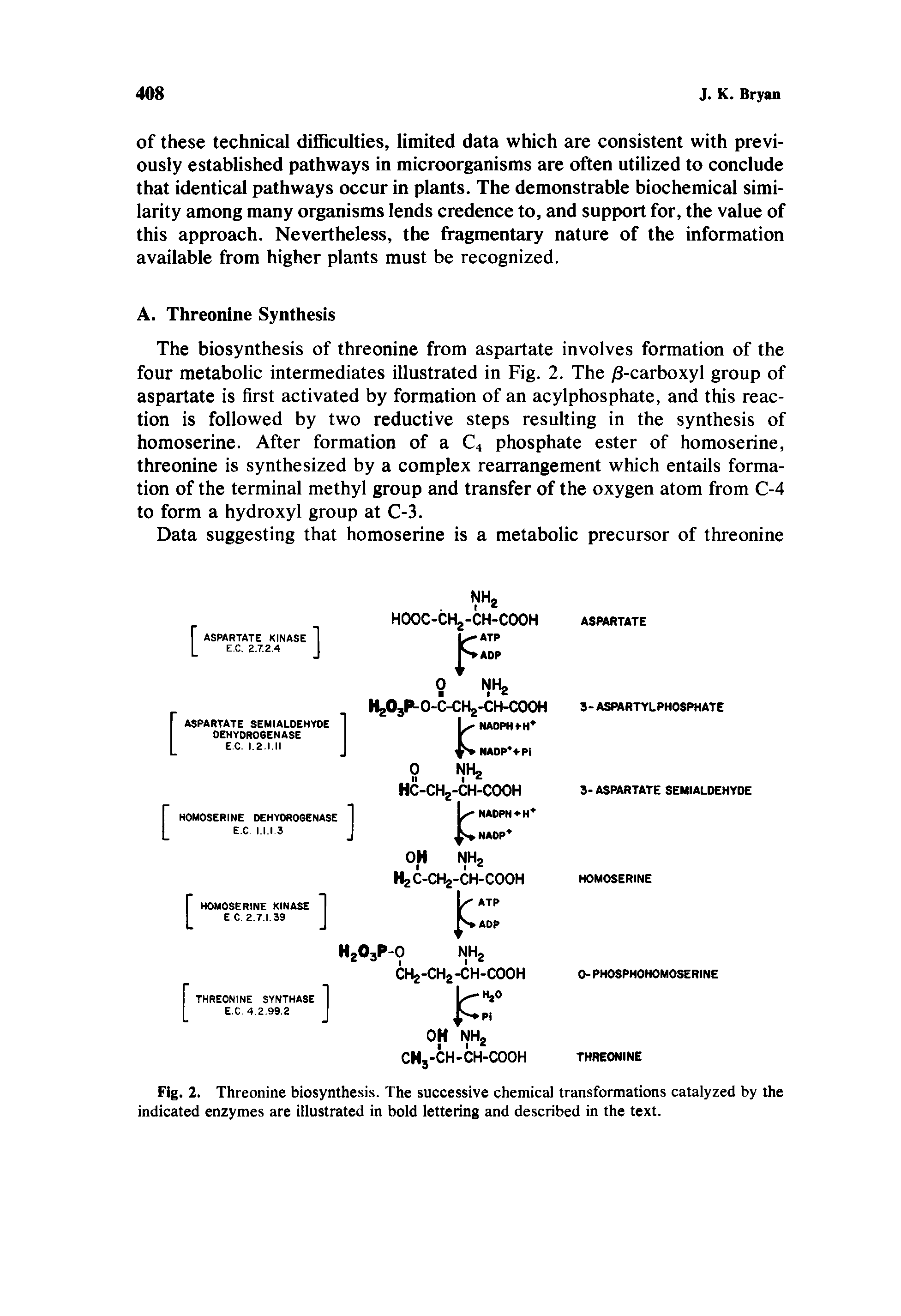 Fig. 2. Threonine biosynthesis. The successive chemical transformations catalyzed by the indicated enzymes are illustrated in bold lettering and described in the text.