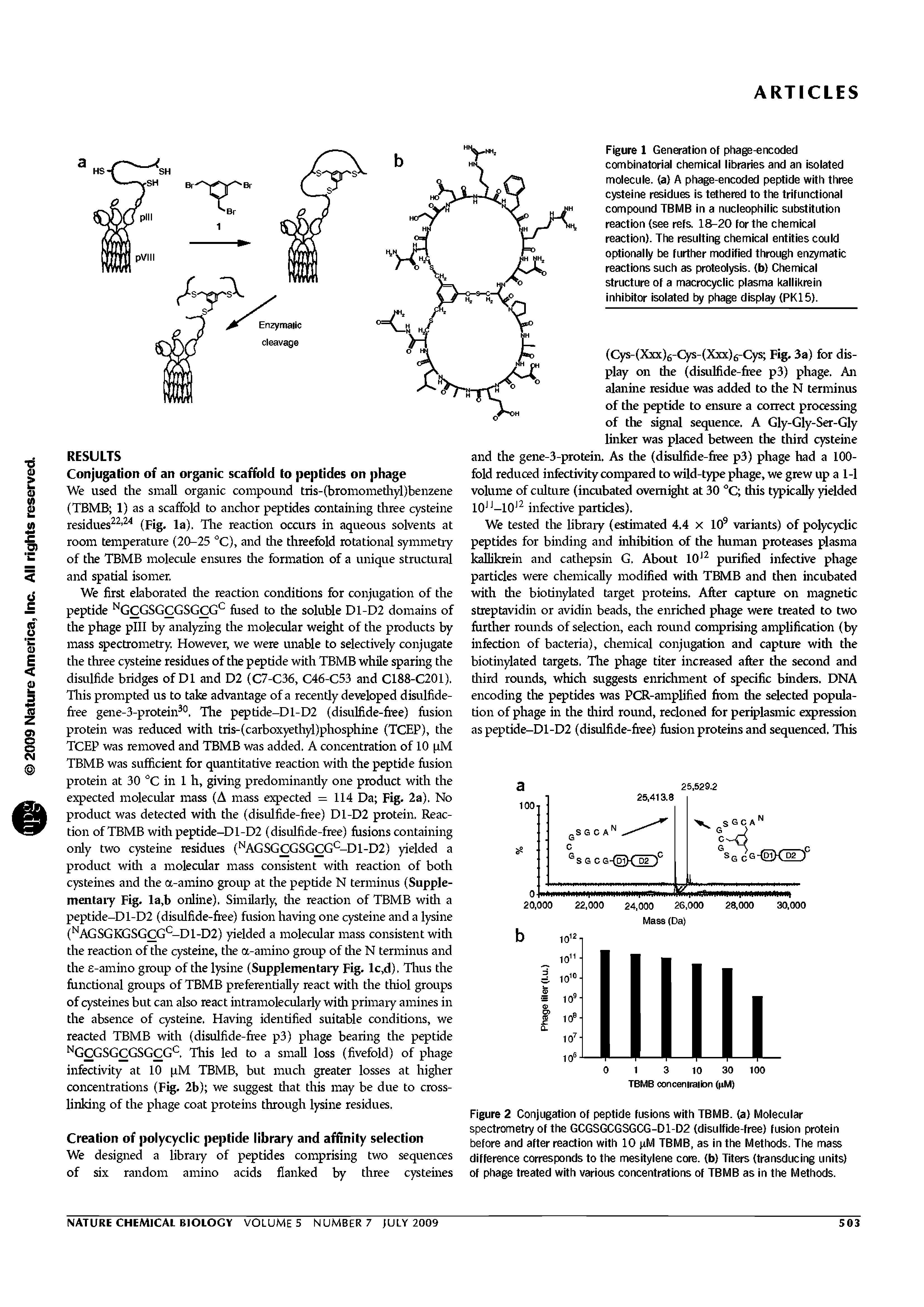 Figure 1 Generation of phage-encoded combinatorial chemical libraries and an isolated molecule, (a) A phage-encoded peptide with three cysteine residues is tethered to the trifunctional compound TBMB in a nucleophilic substitution reaction (see refs. 18-20 for the chemical reaction). The resulting chemical entities could optionally be further modified through enzymatic reactions such as proteolysis, (b) Chemical structure of a macrocyclic plasma kallikrein inhibitor isolated by phage display (PK15).