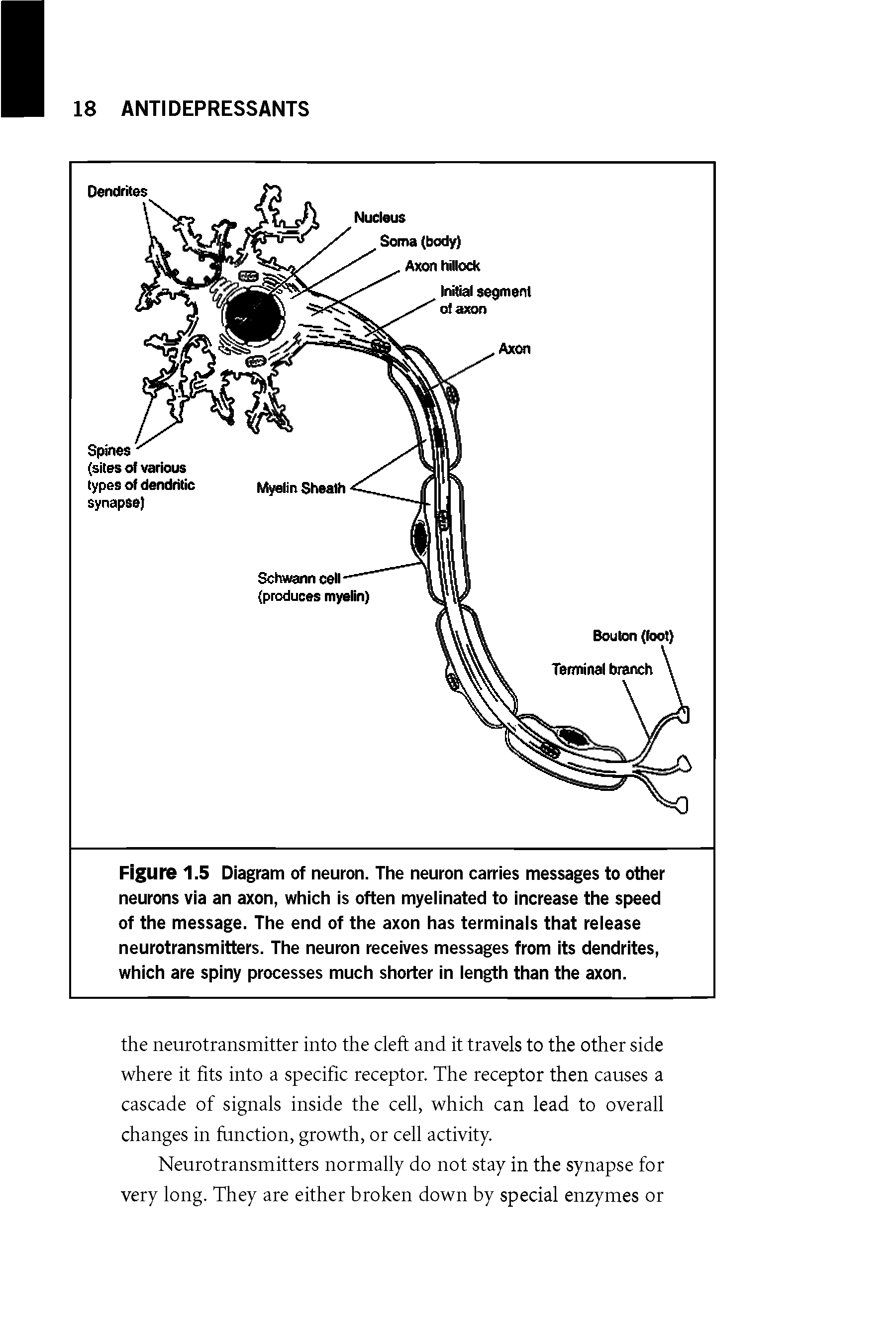 Figure 1.5 Diagram of neuron. The neuron carries messages to other neurons via an axon, which is often myelinated to increase the speed of the message. The end of the axon has terminals that release neurotransmitters. The neuron receives messages from its dendrites, which are spiny processes much shorter in length than the axon.