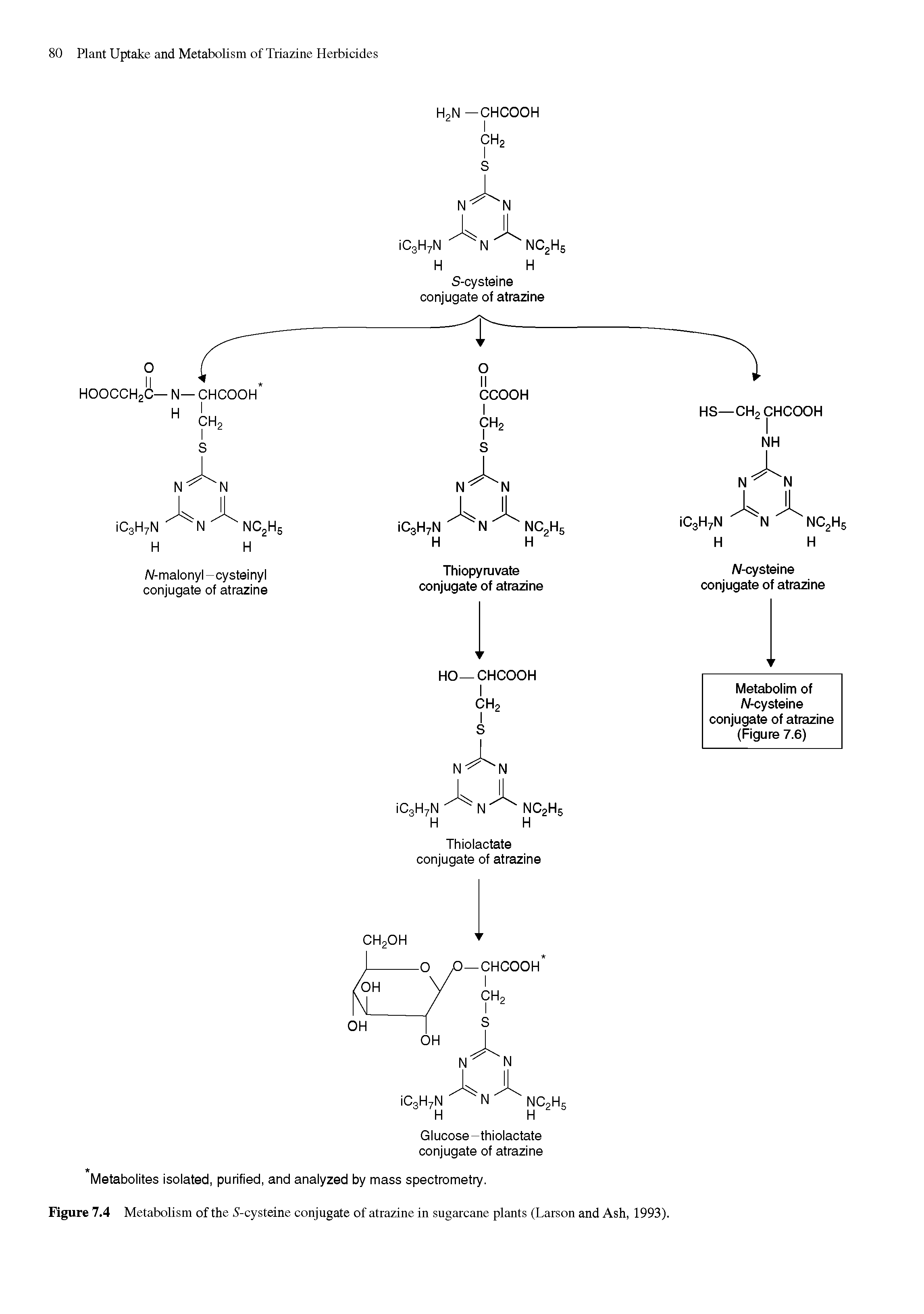 Figure 7.4 Metabolism of the 5-cysteine conjugate of atrazine in sugarcane plants (Larson and Ash, 1993).