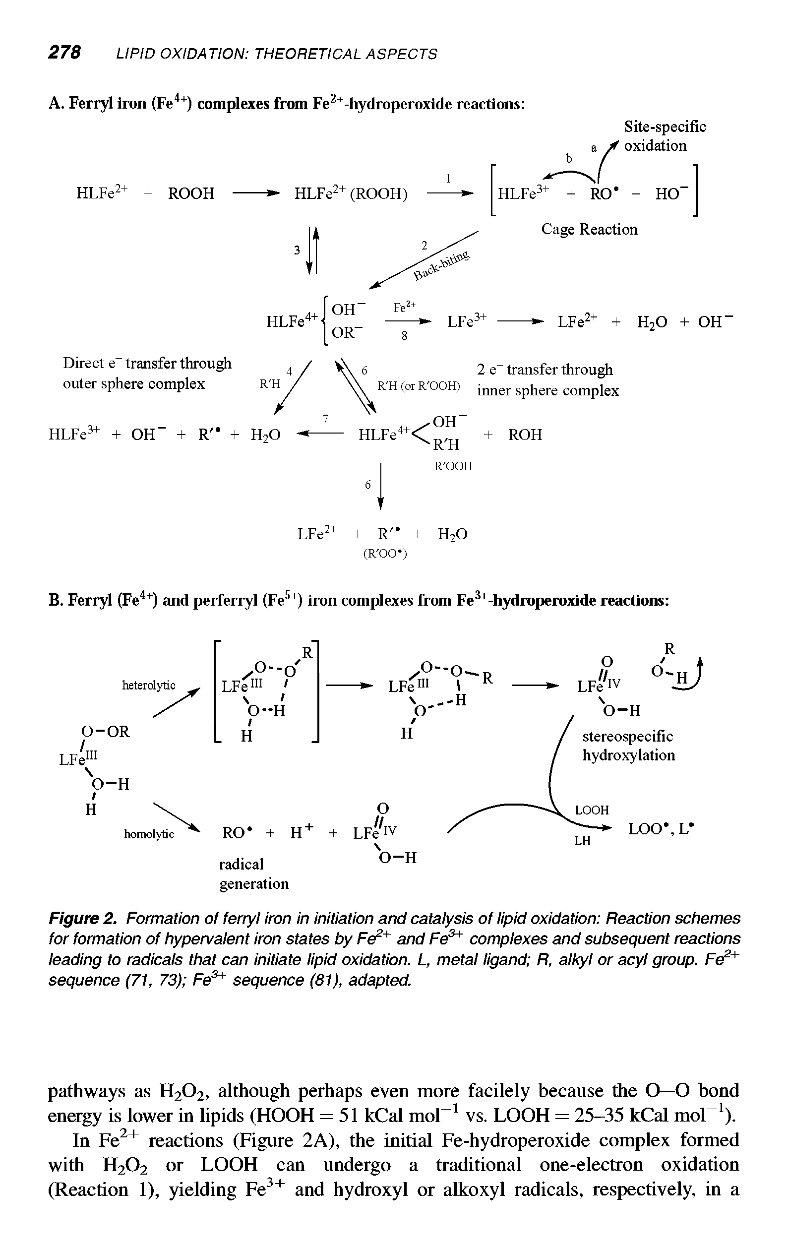 Figure 2. Formation of ferryl iron in initiation and catalysis of lipid oxidation Reaction schemes lor formation of hypervalent iron states by FeF and Fe complexes and subsequent reactions leading to radicals that can initiate lipid oxidation. L, metal ligand R, alkyl or acyl group. Fe + sequence (71, 73) Fe sequence (81), adapted.