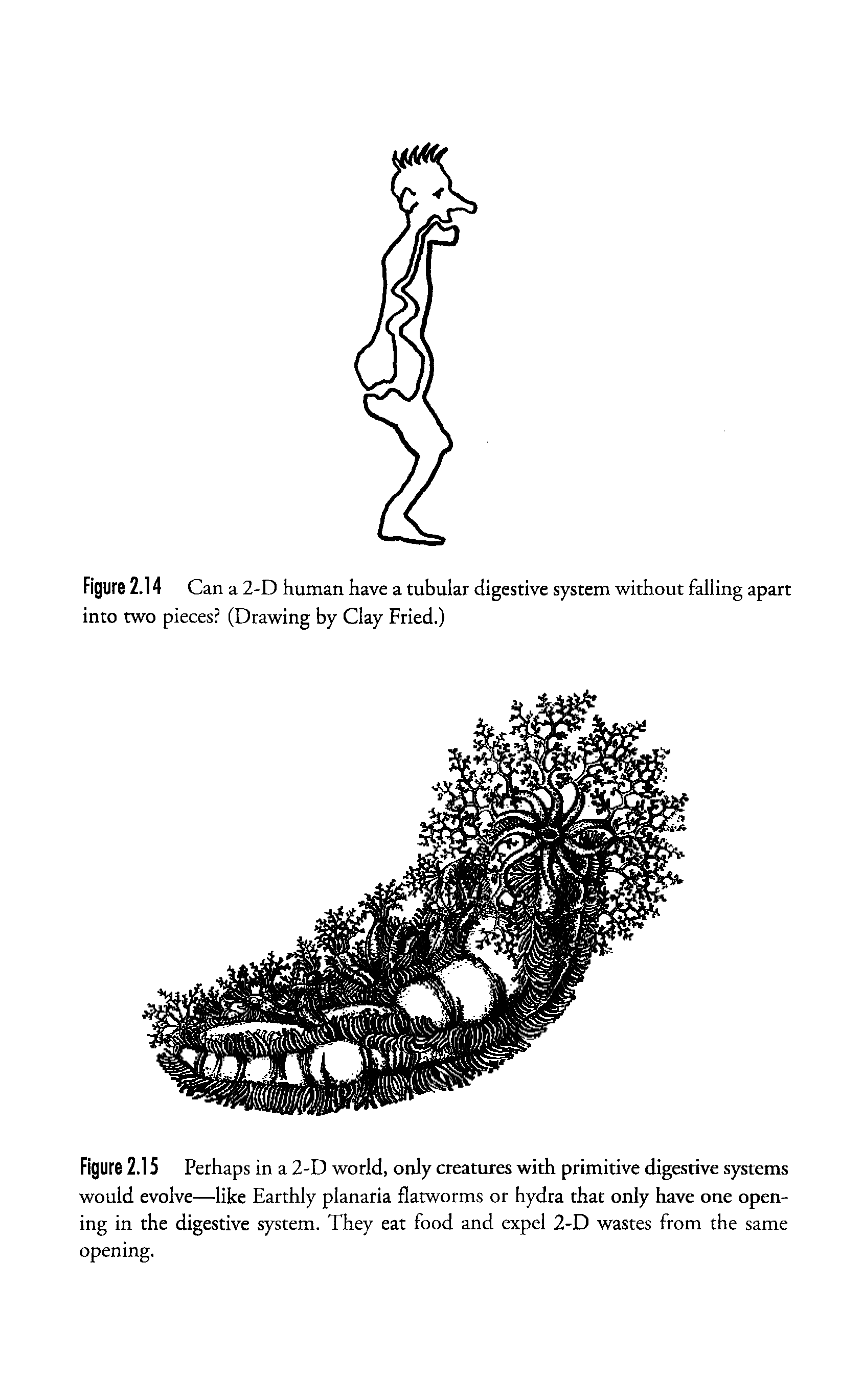 Figure 2.15 Perhaps in a 2-D world, only creatures with primitive digestive systems would evolve—like Earthly planaria flatworms or hydra that only have one opening in the digestive system. They eat food and expel 2-D wastes from the same opening.