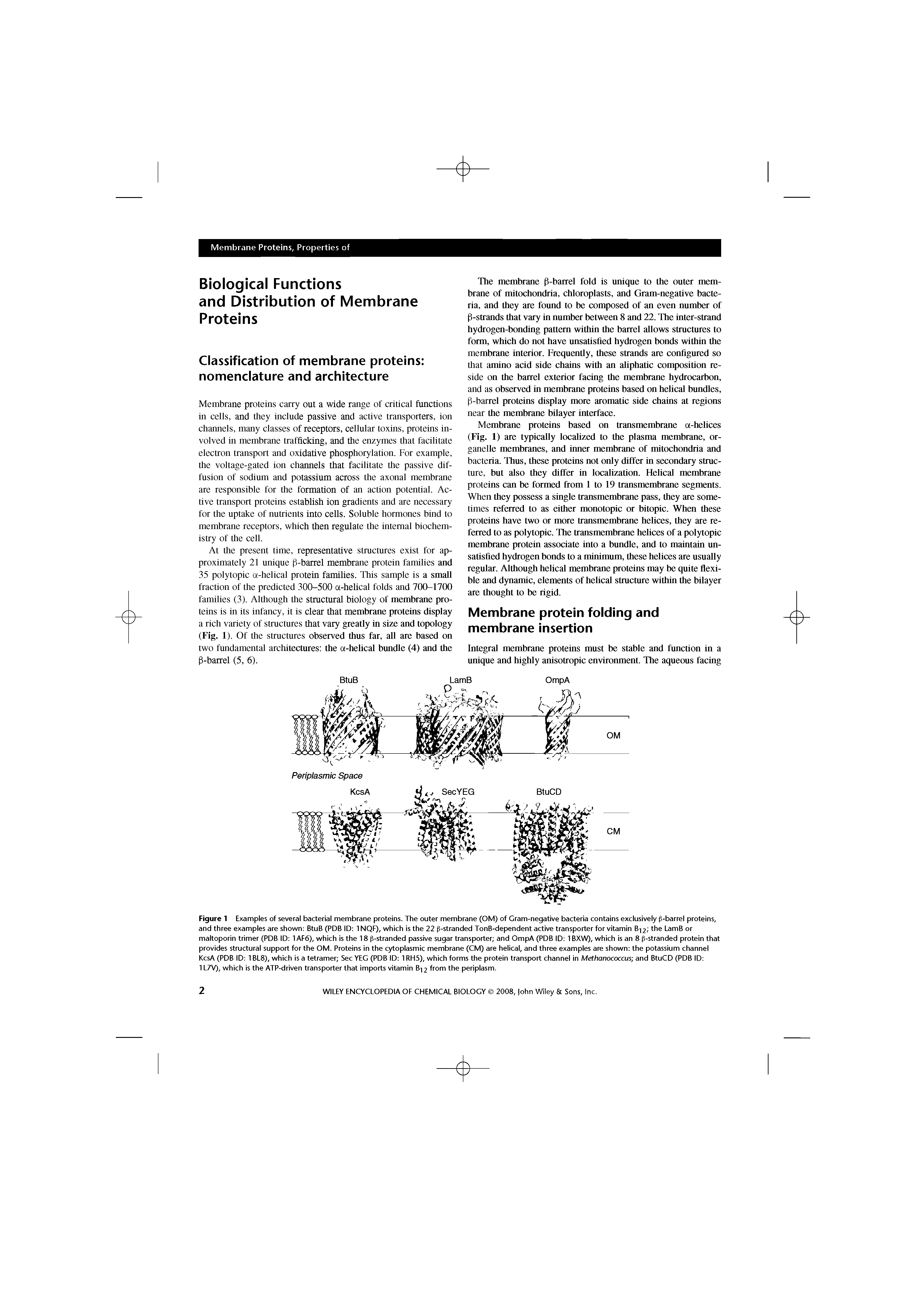 Figure 1 Examples of several bacterial membrane proteins. The outer membrane (OM) of Gram-negative bacteria contains exclusively fS-barrel proteins, and three examples are shown BtuB (PDB ID 1NQF), which is the 22 p-stranded TonB-dependent active transporter for vitamin B 2/ th LamB or maltoporin trimer (PDB ID 1AF6), which is the 18 p-stranded passive sugar transporter and OmpA (PDB ID 1BXW), which is an 8 p-stranded protein that provides structural support for the OM. Proteins in the cytoplasmic membrane (CM) are helical, and three examples are shown the potassium channel KcsA (PDB ID 1BL8), which is a tetramer Sec YEG (PDB ID 1RH5), which forms the protein transport channel in Methanococcus and BtuCD (PDB ID ...