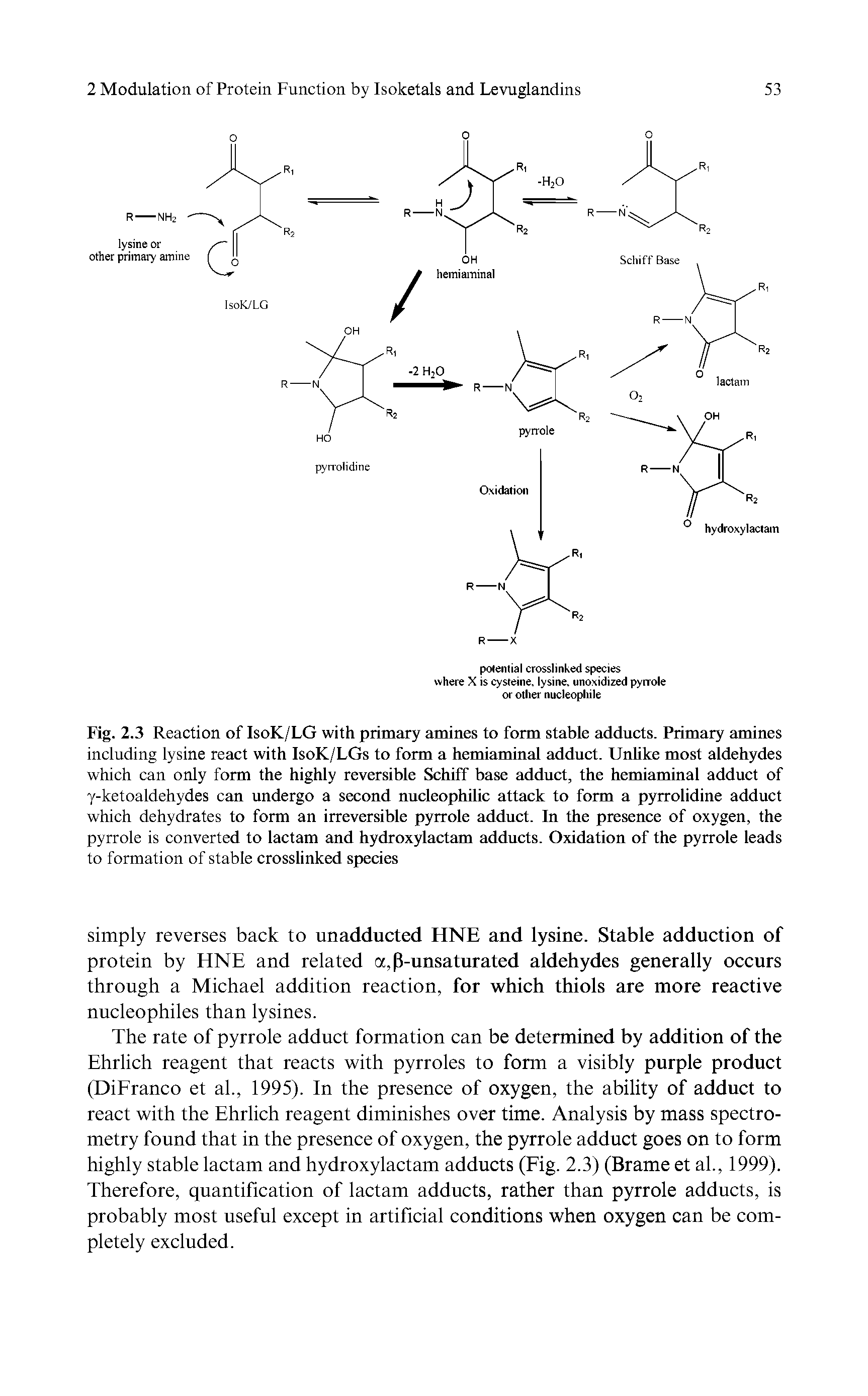 Fig. 2.3 Reaction of IsoK/LG with primary amines to form stable adducts. Primary amines including lysine react with IsoK/LGs to form a hemiaminal adduct. Unlike most aldehydes which can only form the highly reversible Schiff base adduct, the hemiaminal adduct of y-ketoaldehydes can undergo a second nucleophilic attack to form a pyrrolidine adduct which dehydrates to form an irreversible pyrrole adduct. In the presence of oxygen, the pyrrole is converted to lactam and hydroxylactam adducts. Oxidation of the pyrrole leads to formation of stable crosslinked species...