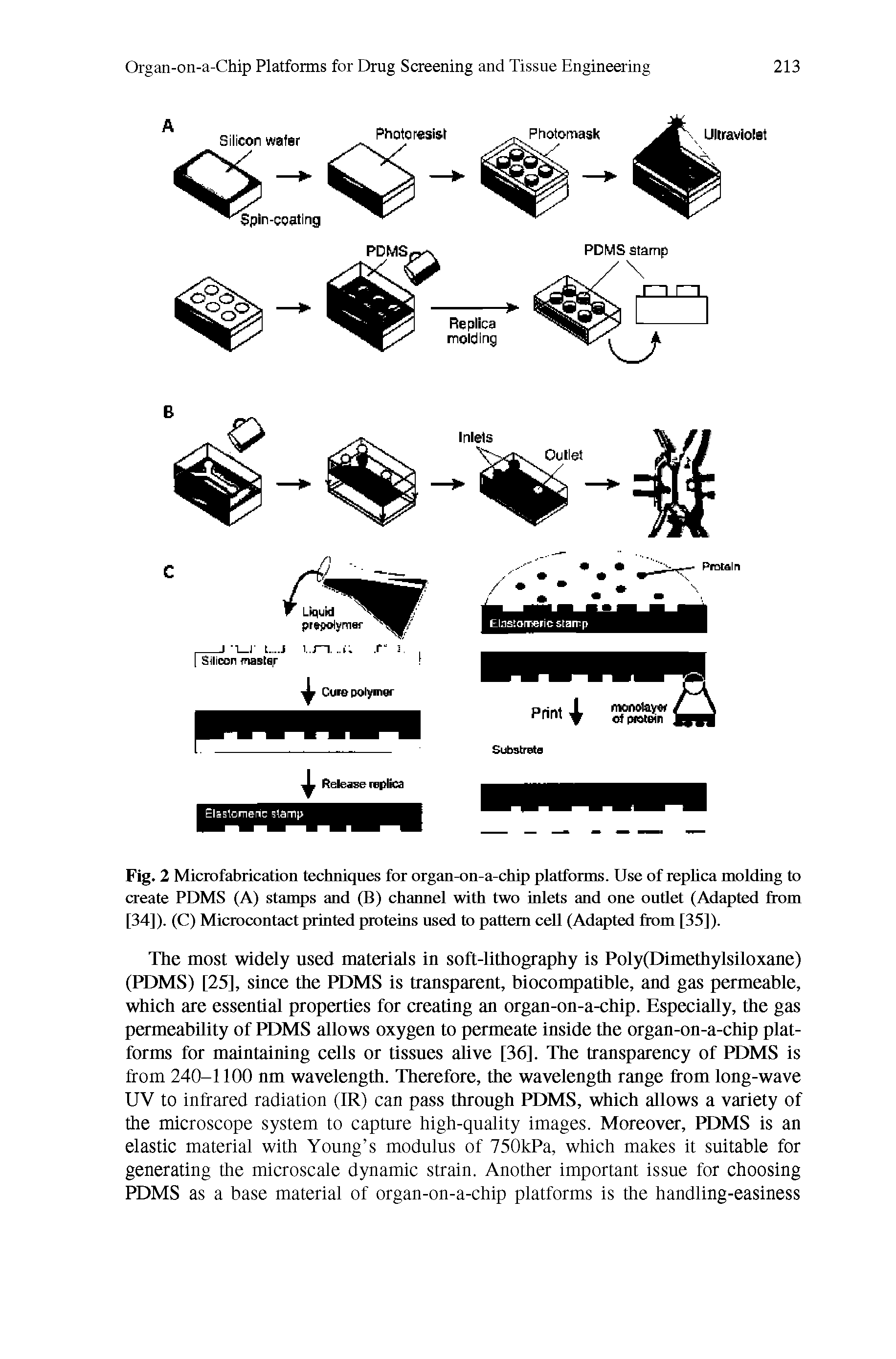 Fig. 2 Microfabrication techniques for organ-on-a-chip platforms. Use of replica molding to create PDMS (A) stamps and (B) channel with two inlets and one outlet (Adapted from [34]). (C) Microcontact printed proteins used to pattern cell (Adapted from [35]).