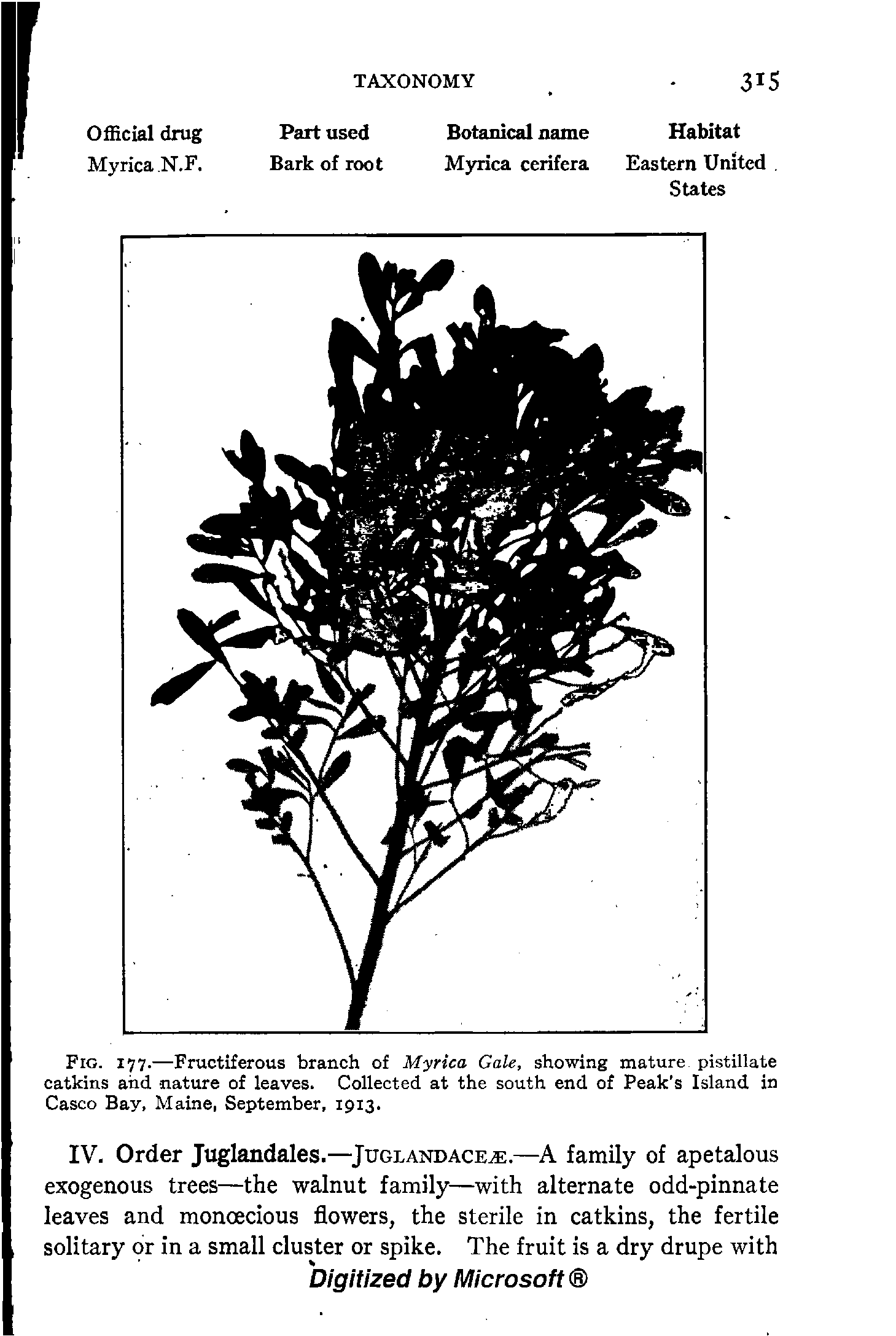 Fig. 177.—Fructiferous branch of Myrica Gale, showing mature pistillate catkins and nature of leaves. Collected at the south end of Peak s Island in Casco Bay, Maine, September, 1913.