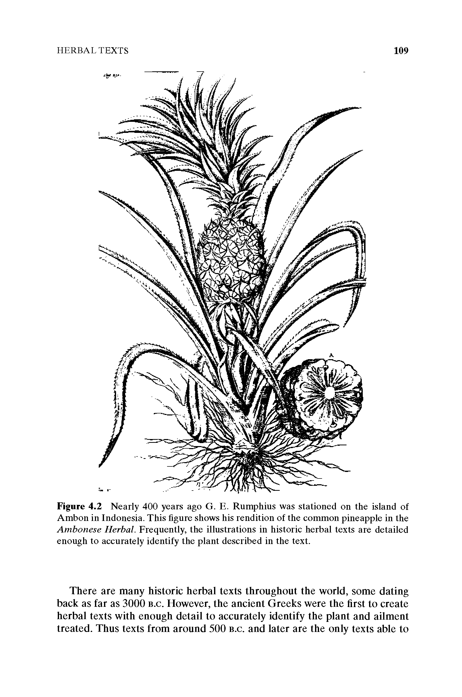 Figure 4.2 Nearly 400 years ago G. E. Rumphius was stationed on the island of Ambon in Indonesia. This fignre shows his rendition of the common pineapple in the Ambonese Herbal. Freqnently, the illnstrations in historic herbal texts are detailed enough to accurately identify the plant described in the text.