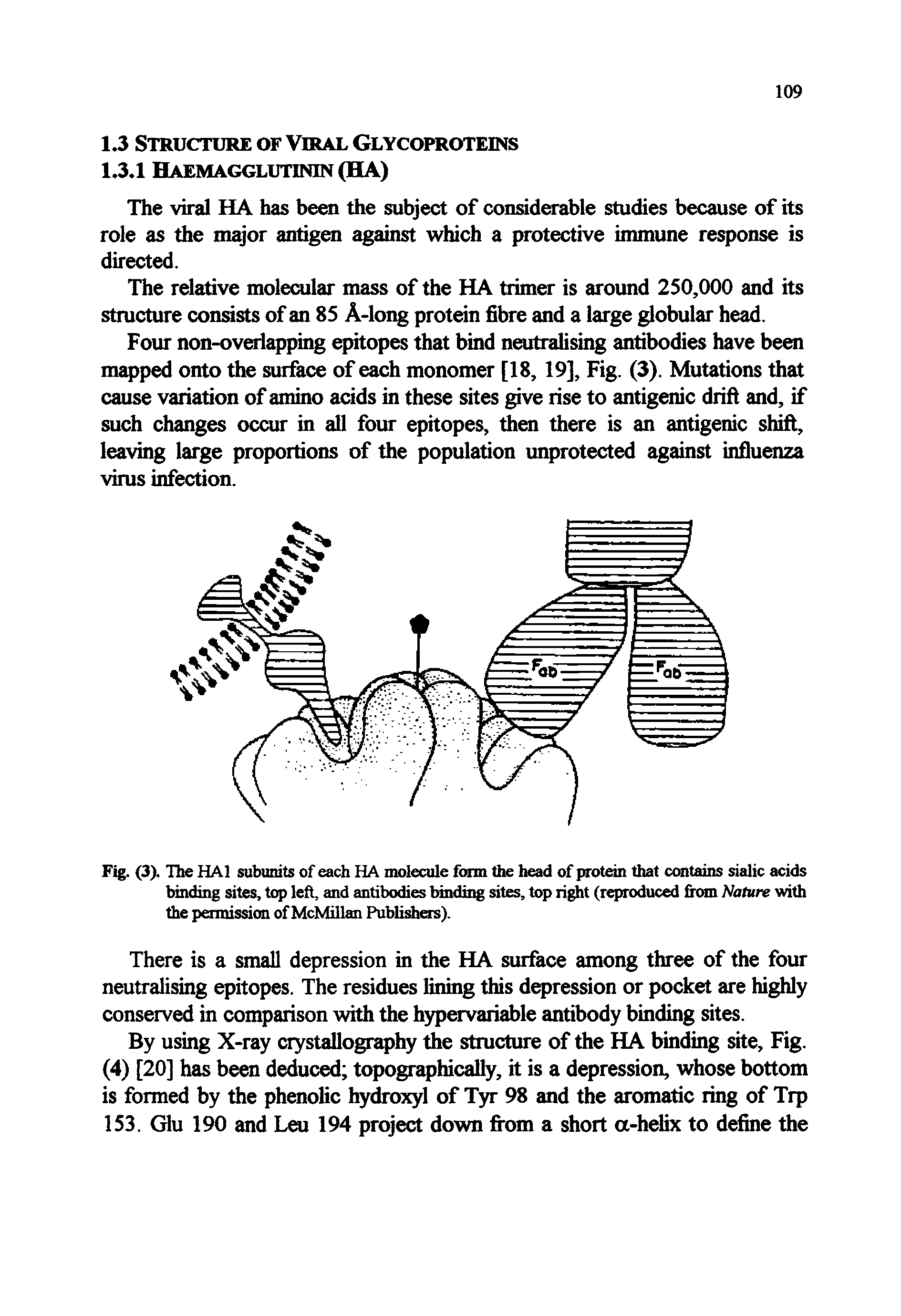 Fig. (3). Uie HAl subunits of each HA molecule form the head of protein that contains sialic acids binding sites, top left, and antibodies binding sites, top right (reproduced from Nature with the permission of McMillan Publi iers).