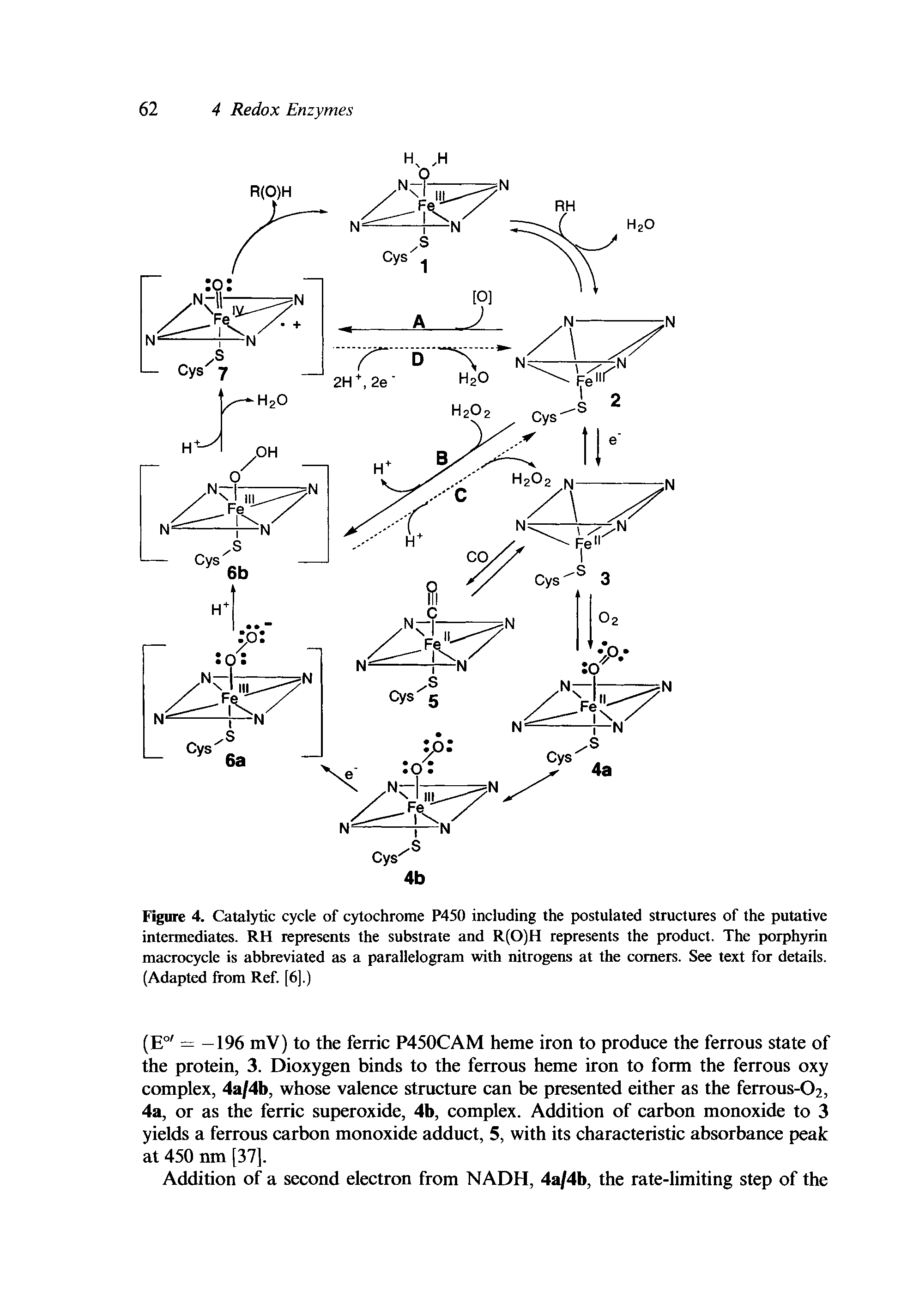 Figure 4. Catalytic cycle of cytochrome P450 including the postulated structures of the putative intermediates. RH represents the substrate and R(0)H represents the product. The porphyrin macrocycle is abbreviated as a parallelogram with nitrogens at the comers. See text for details. (Adapted from Ref. [6].)...