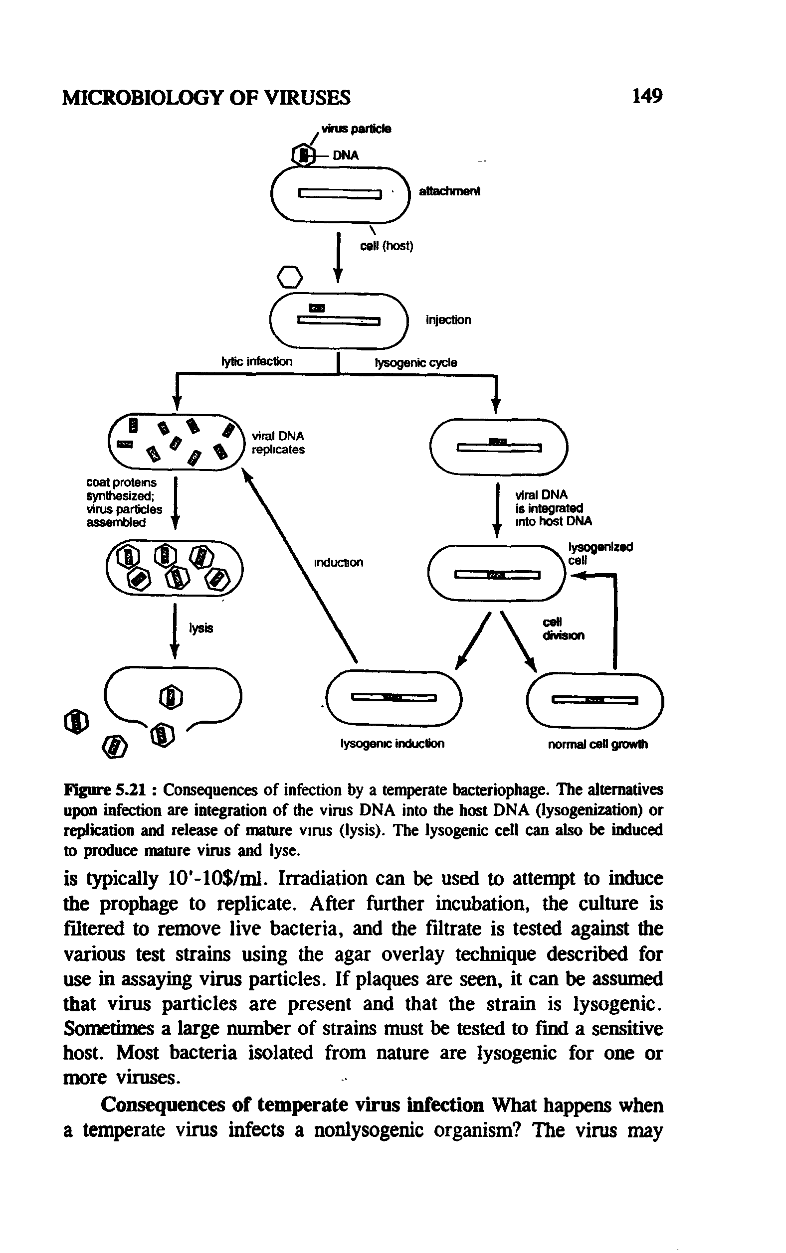 Figure 5.21 Consequences of infection by a temperate bacteriophage. The alternatives upon infection are integration of the virus DNA into the host DNA (lysogenization) or replication and release of mature virus (lysis). The lysogenic cell can also be induced to produce mature virus and lyse.