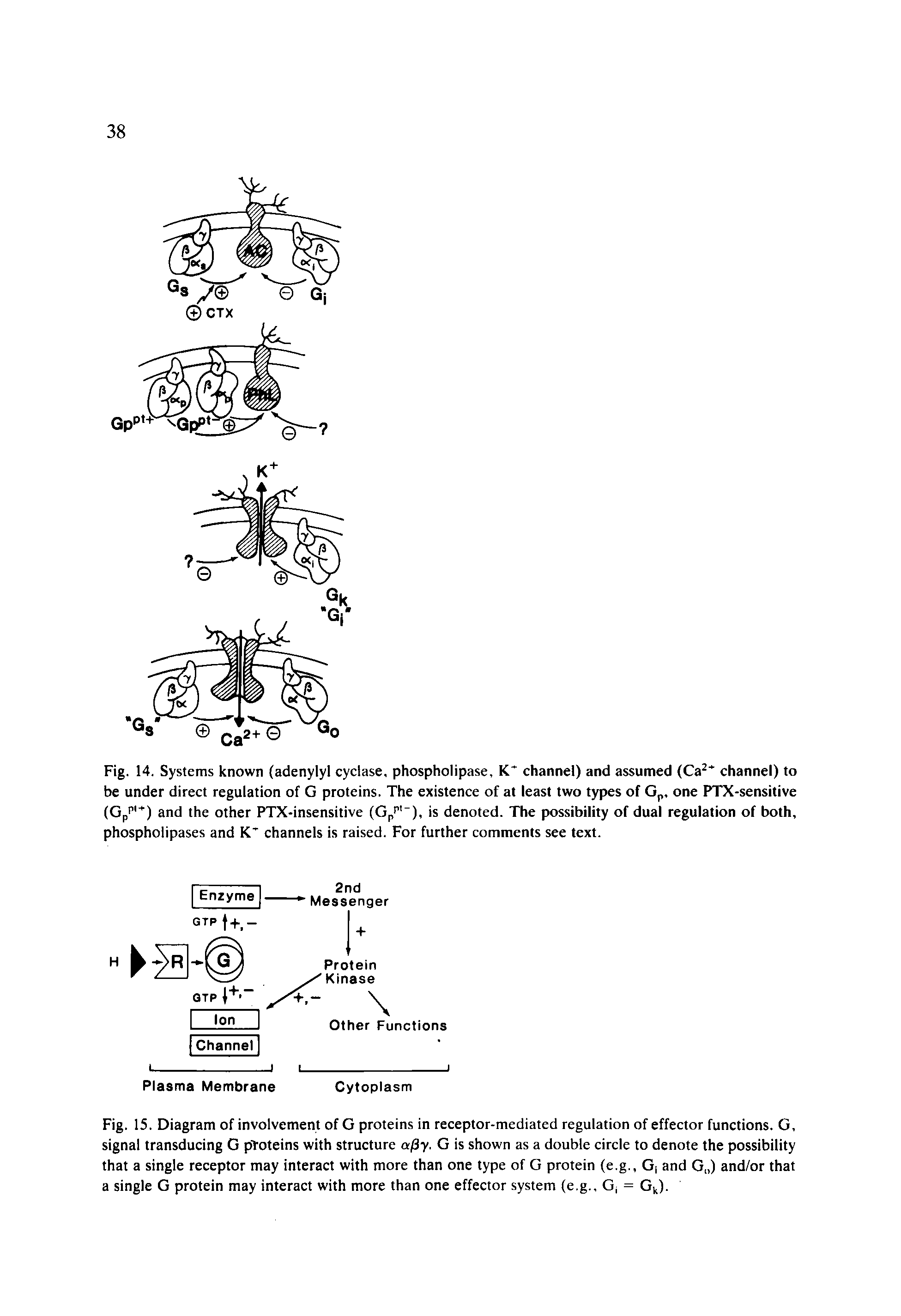 Fig. 15. Diagram of involvement of G proteins in receptor-mediated regulation of effector functions. G, signal transducing G proteins with structure < /3y. G is shown as a double circle to denote the possibility that a single receptor may interact with more than one type of G protein (e.g., Gi and G ) and/or that a single G protein may interact with more than one effector system (e.g., G = Gk).