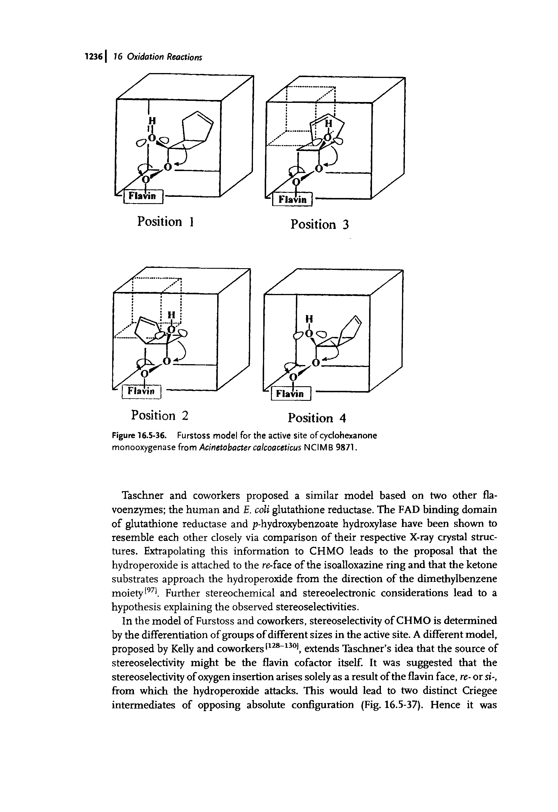 Figure 16.5-36. Furstoss model for the active site of cyclohexanone monooxygenase from Acinetobactercalcoaceticus NCIMB 9871.