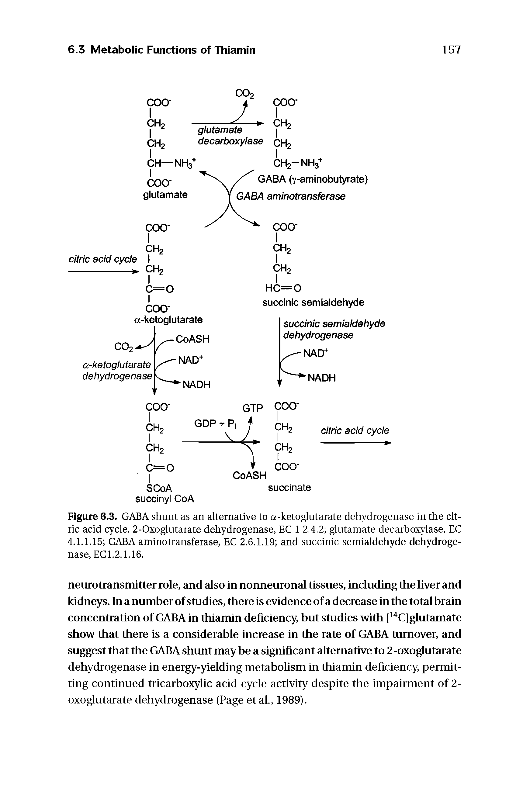 Figure 6.3. GABA shunt as an alternative to a-ketoglutarate dehydrogenase in the citric acid cycle. 2-Oxoglutarate dehydrogenase, EC 1.2.4.2 glutamate decarboxylase, EC 4.1.1.15 GABA aminotransferase, EC 2.6.1.19 and succinic semialdehyde dehydrogenase, ECl.2.1.16.