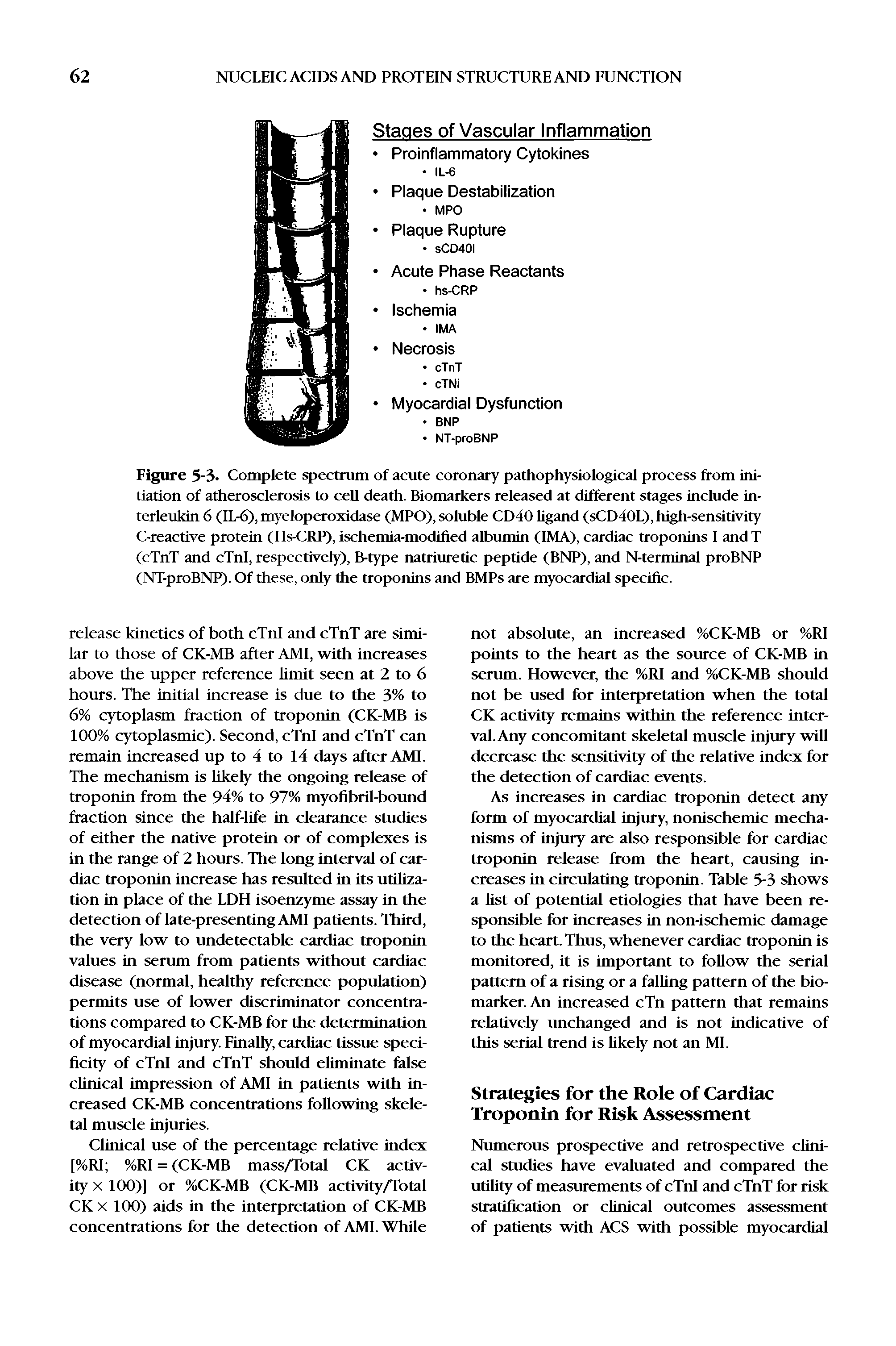 Figure 5-3. Complete spectrum of acute coronary pathophysiological process from initiation of atherosclerosis to cell death. Biomarkers released at different stages include interleukin 6 (IL-6), myeloperoxidase (MPO), soluble CD40 ligand (sCD40L), high-sensitivity C-reactive protein (Hs-CRP), ischemia-modified albumin (IMA), cardiac troponins I and T (cTnT and cTnl, respectively), B-type natriuretic peptide (BNP), and N-terminal proBNP (NT-proBNP). Of these, only the troponins and BMPs are myocardial specific.