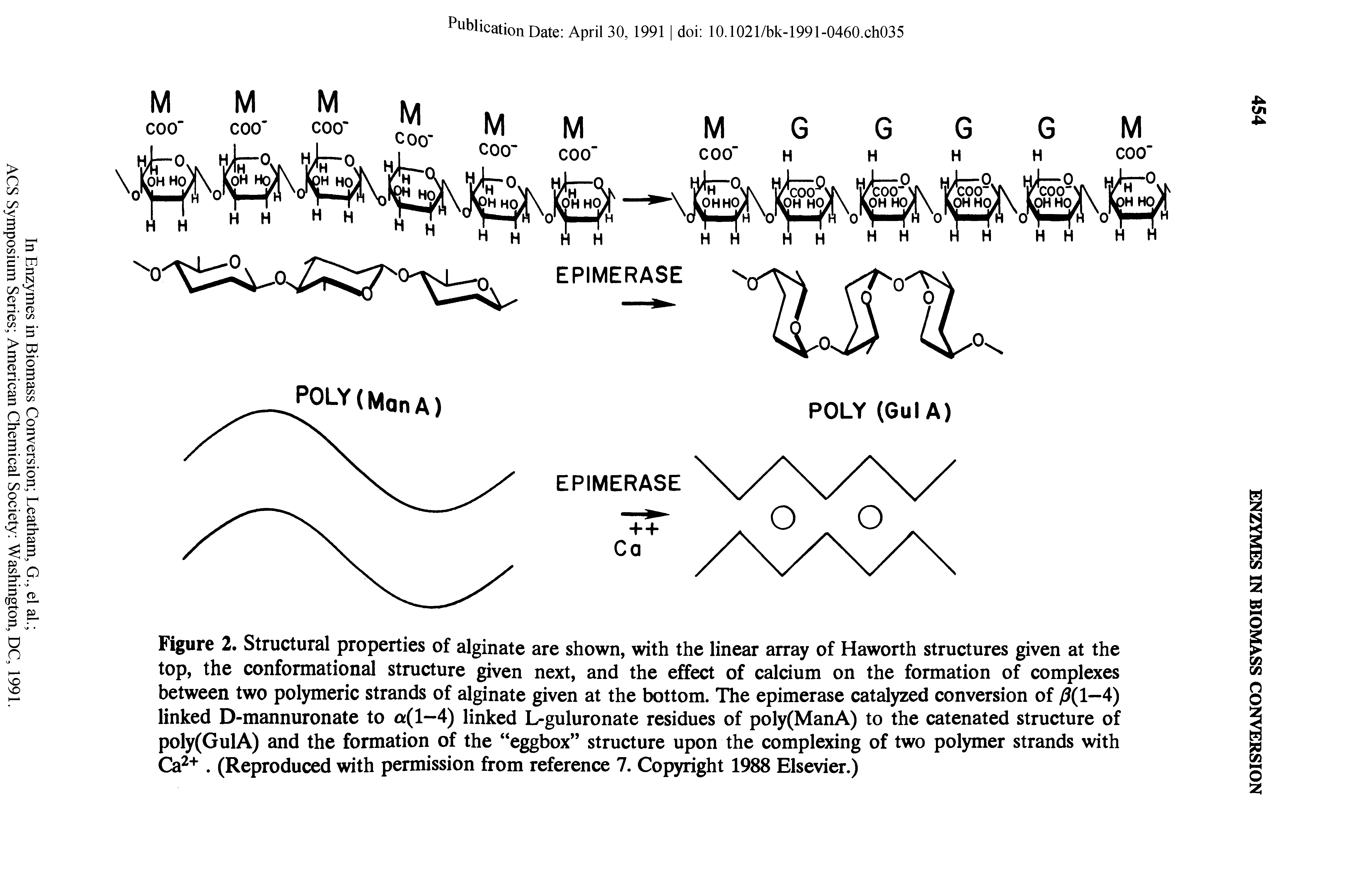 Figure 2. Structural properties of alginate are shown, with the linear array of Haworth structures given at the top, the conformational structure given next, and the effect of calcium on the formation of complexes between two polymeric strands of alginate given at the bottom. The epimerase catalyzed conversion of / ( —4) linked D-mannuronate to a(l—4) linked L-guluronate residues of poly(ManA) to the catenated structure of poly(GulA) and the formation of the eggbox structure upon the complexing of two polymer strands with Ca. (Reproduced with permission from reference 7. Copyright 1988 Elsevier.)...