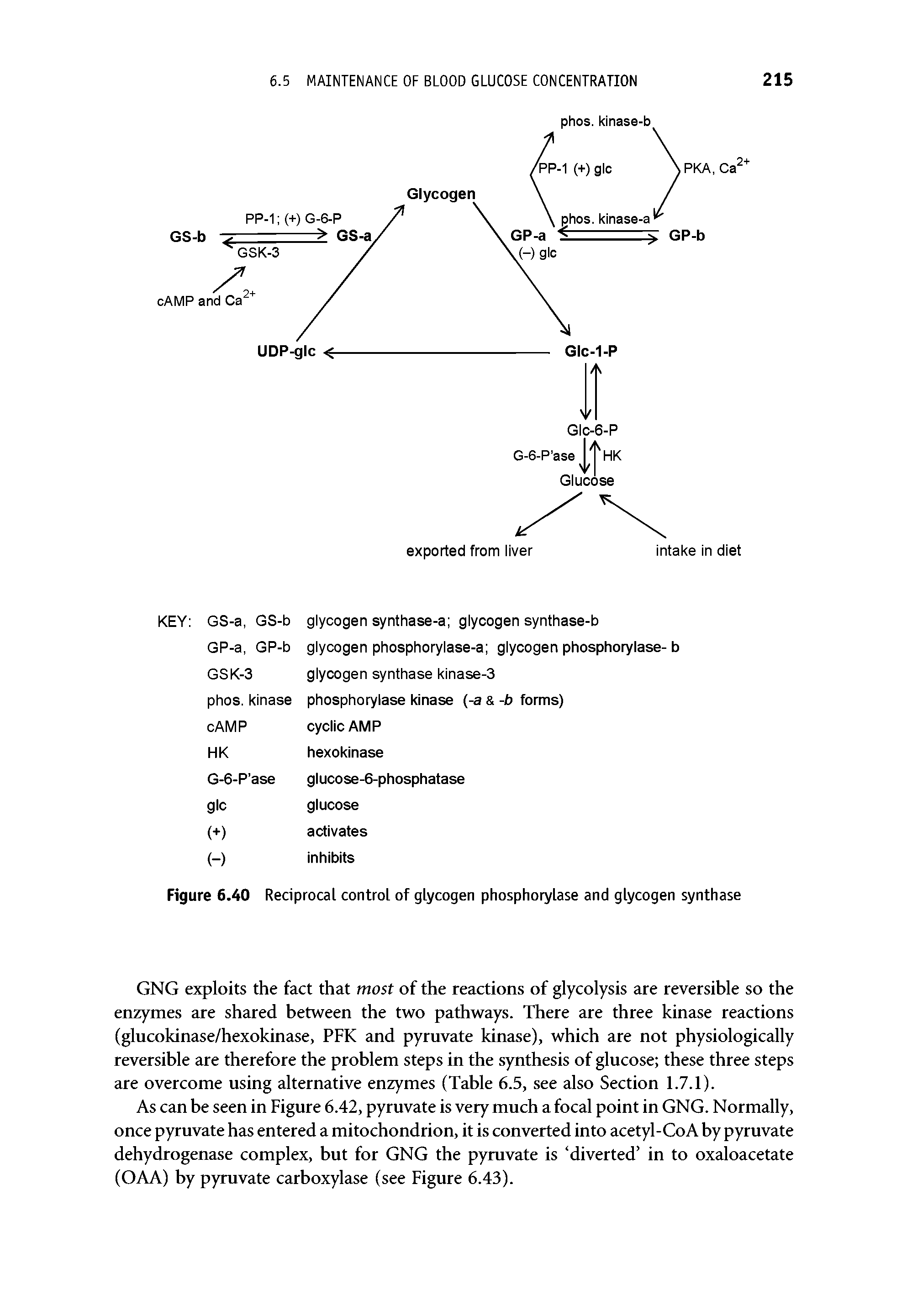 Figure 6.40 Reciprocal control of glycogen phosphorylase and glycogen synthase...