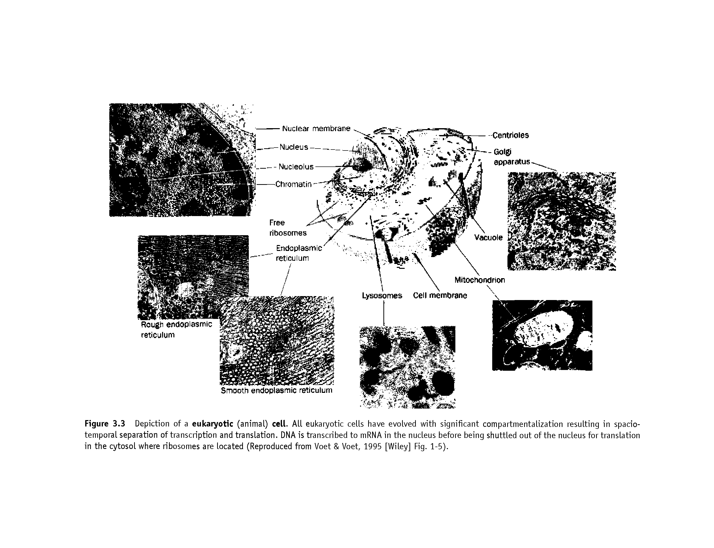 Figure 3.3 Depiction of a eukaryotic (animal) cell. All eukaryotic cells have evolved with significant compartmentalization resulting in spacio-temporal separation of transcription and translation. DNA is transcribed to mRNA in the nucleus before being shuttled out of the nucleus for translation in the cytosol where ribosomes are located (Reproduced from Voet Voet, 1995 [Wiley] Fig. 1-5).