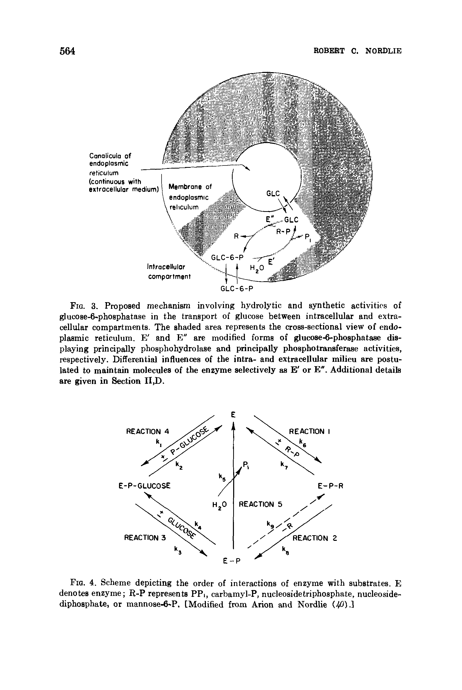 Fig. 3. Proposed mechanism involving hydrolytic and synthetic activities of glucose-6-phosphatase in the transport of glucose between intracellular and extracellular compartments. The shaded area represents the cross-sectional view of endoplasmic reticulum. E and E" are modified forms of glucose-6-phosphatase displaying principally phosphohydrolase and principally phosphotransferase activities, respectively. Differential influences of the intra- and extracellular milieu are postulated to maintain molecules of the enzyme selectively as E or E". Additional details are given in Section II,D.