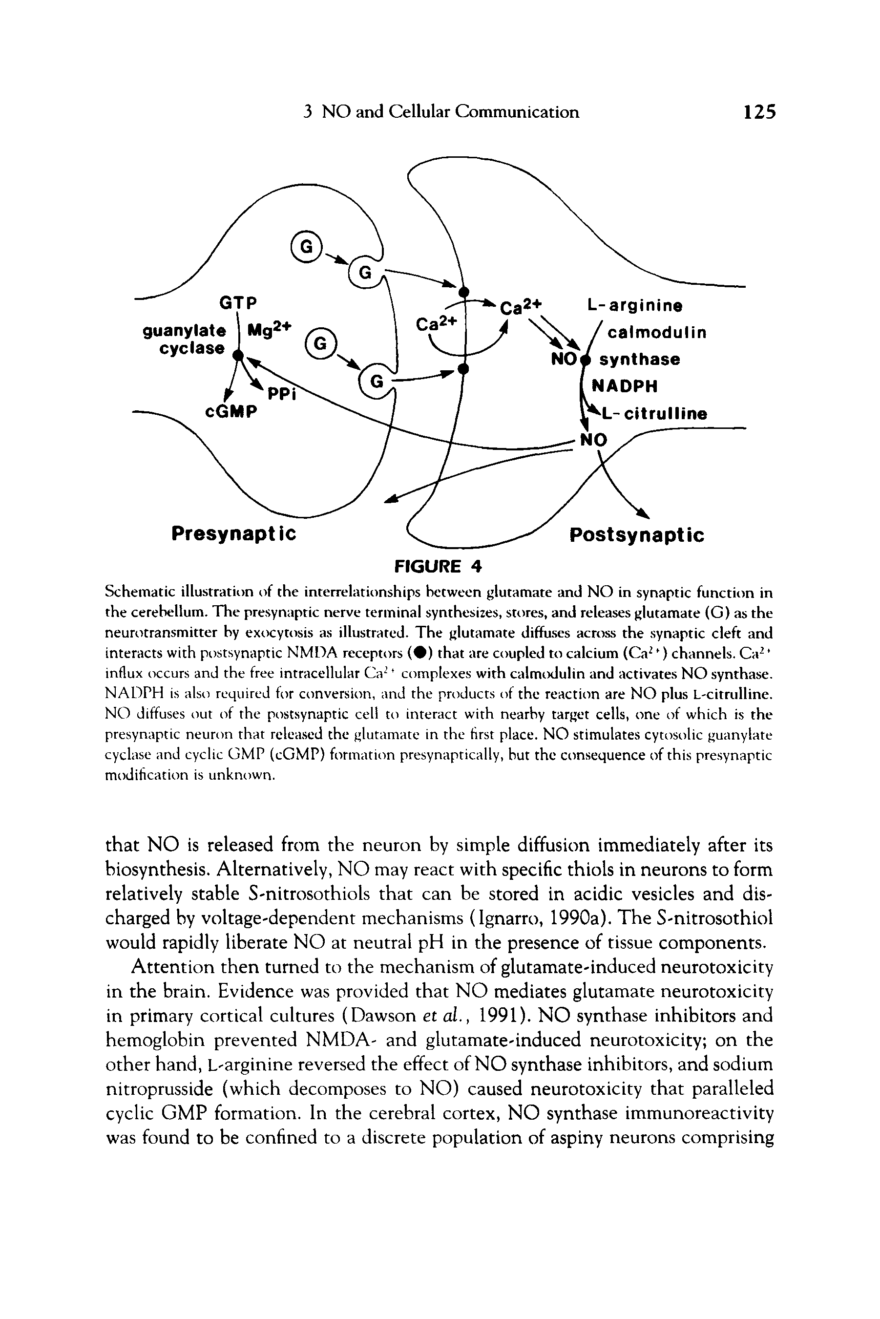 Schematic illustration of the interrelationships between glutamate and NO in synaptic function in the cetebellum. The presynaptic nerve terminal synthesizes, stores, and releases glutamate (G) as the neurotransmitter by exocytosis as illustrated. The glutamate diffu.ses across the synaptic cleft and interacts with postsynaptic NMDA recepti>rs ( ) that are coupled to calcium (Ca ) channels. Ca influx occurs and the free intracellular Ca complexes with calmtxlulin and activates NO synthase. NADPH is also required hir conversion, and the products of the reaction are NO plus L-citrulline. NO diffuses out of the piistsynaptic cell to interact with nearby target cells, one of which is the presynaptic neuron that released the glutamate in the first place. NO stimulates cytosolic guanylate cyclase and cyclic GMP (cGMP) formation presynaptically, hut the consequence of this pre.synaptic modification is unknown.