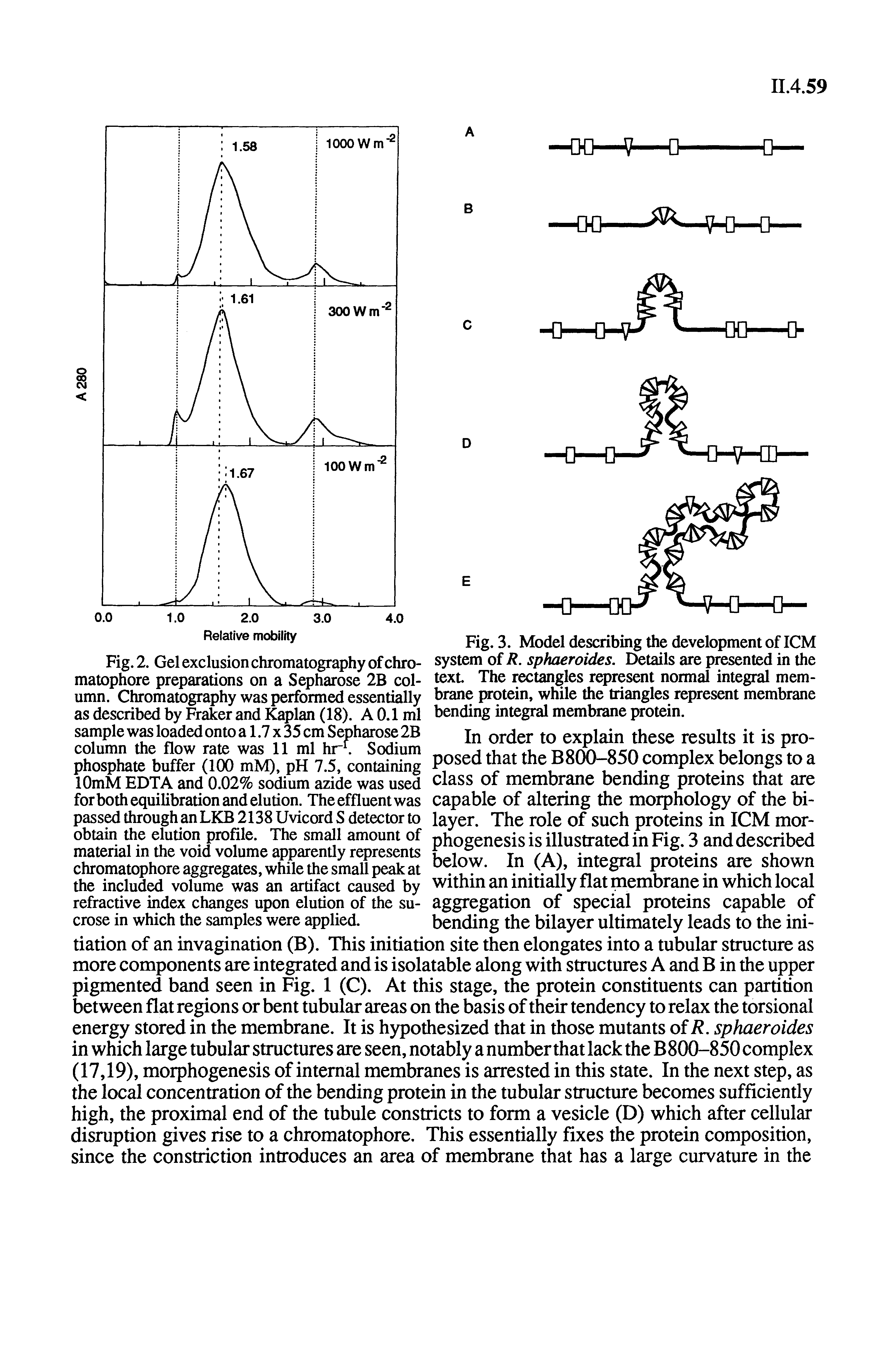 Fig. 2. Gel exclusion chromatography of chro-matophore preparations on a Sepharose 2B column. Chromatography was performed essentially as described by Fraker and Kaplan (18). A 0.1 ml sample was loaded onto a 1.7 x 35 cm Sepharose 2B column the flow rate was 11 ml hr Sodium phosphate buffer (100 mM), pH 7.5, containing lOmM EDTA and 0.02% soium azide was used for both equilibration and elution. The effluent was passed through an LKB 2138 Uvicord S detector to...