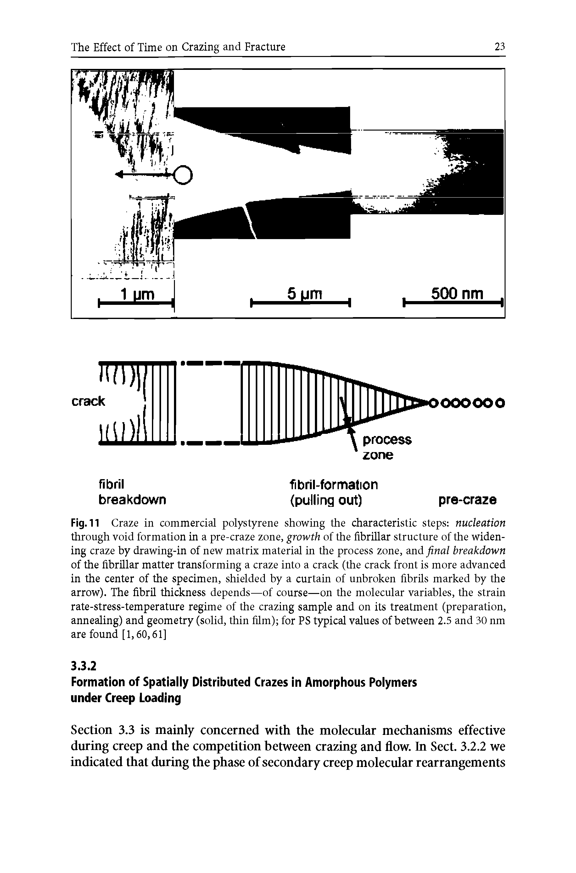 Fig. 11 Craze in commercial polystyrene showing the characteristic steps nucleation through void formation in a pre-craze zone, growth of the fibrillar structure of the widening craze by drawing-in of new matrix material in the process zone, and final breakdown of the fibrillar matter transforming a craze into a crack (the crack front is more advanced in the center of the specimen, shielded by a curtain of unbroken fibrils marked by the arrow). The fibril thickness depends—of course—on the molecular variables, the strain rate-stress-temperature regime of the crazing sample and on its treatment (preparation, annealing) and geometry (solid, thin film) for PS typical values of between 2.5 and 30 nm are found [1,60,61]...