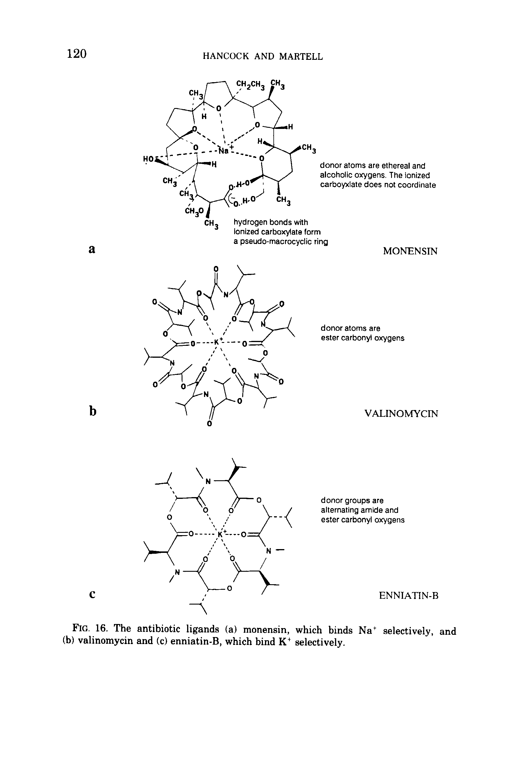 Fig. 16. The antibiotic ligands (a) monensin, which binds Na+ selectively, and (b) valinomycin and (c) enniatin-B, which bind K+ selectively.