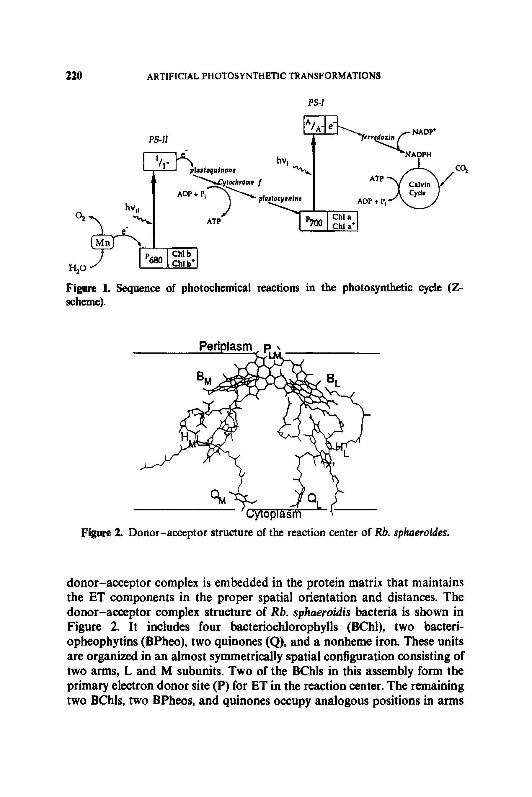 Figure 2. Donor-acceptor structure of the reaction center of Rb. sphaeroides.