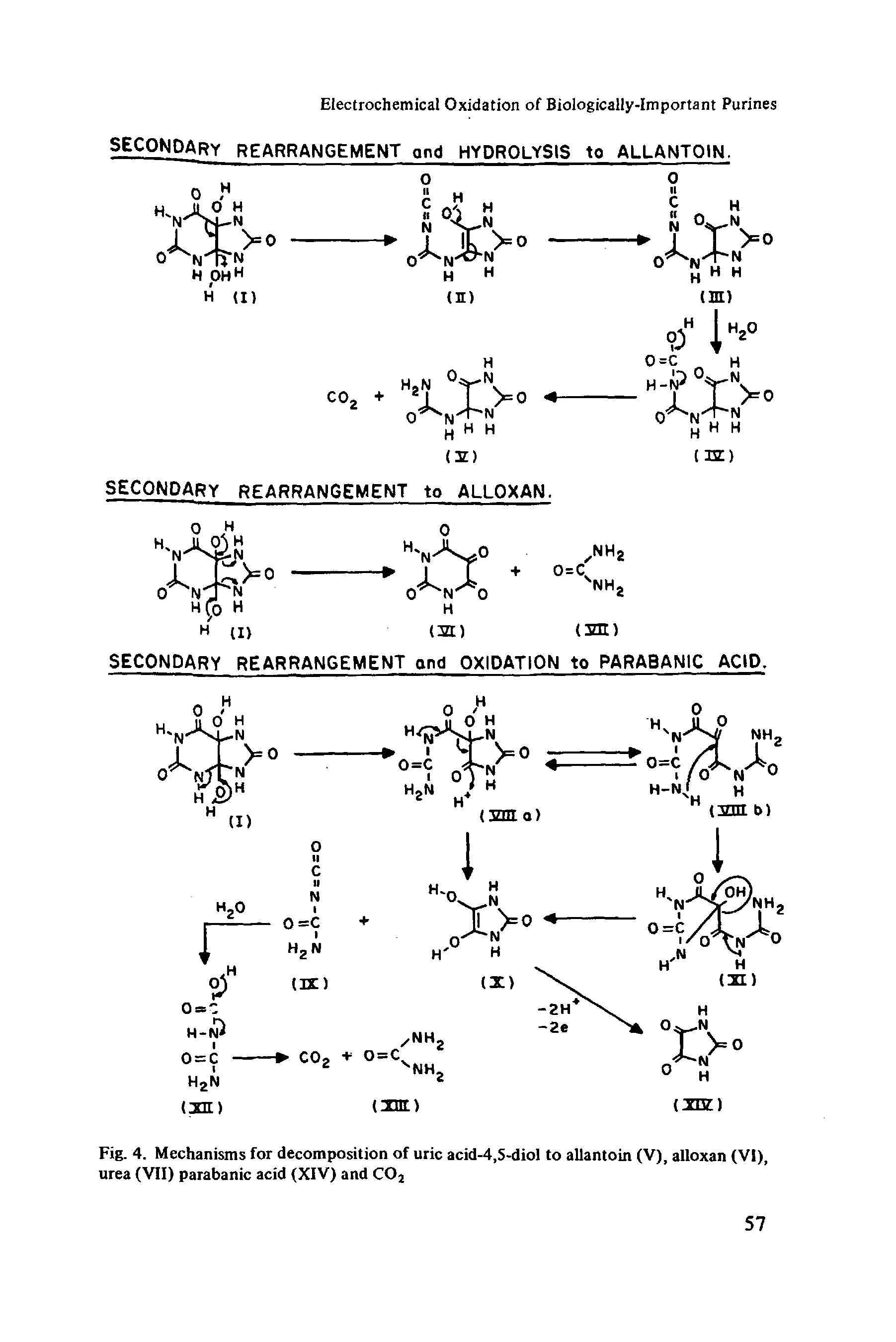 Fig. 4. Mechanisms for decomposition of uric acid-4,S-diol to allantoin (V), alloxan (VI), urea (VII) parabanic acid (XIV) and COj...