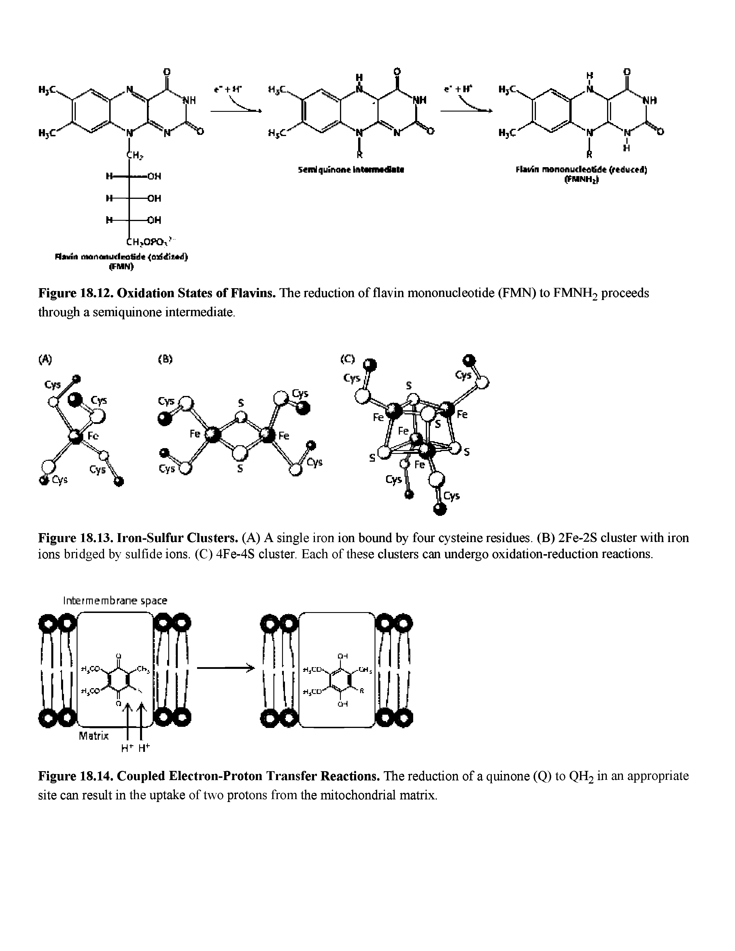 Figure 18.13. Iron-Sulfur Clusters. (A) A single iron ion hound hy four cysteine residues. (B) 2Fe-2S cluster with iron ions bridged by sulfide ions. (C) 4Fe-4S cluster. Each of these clusters can undergo oxidation-reduction reactions.