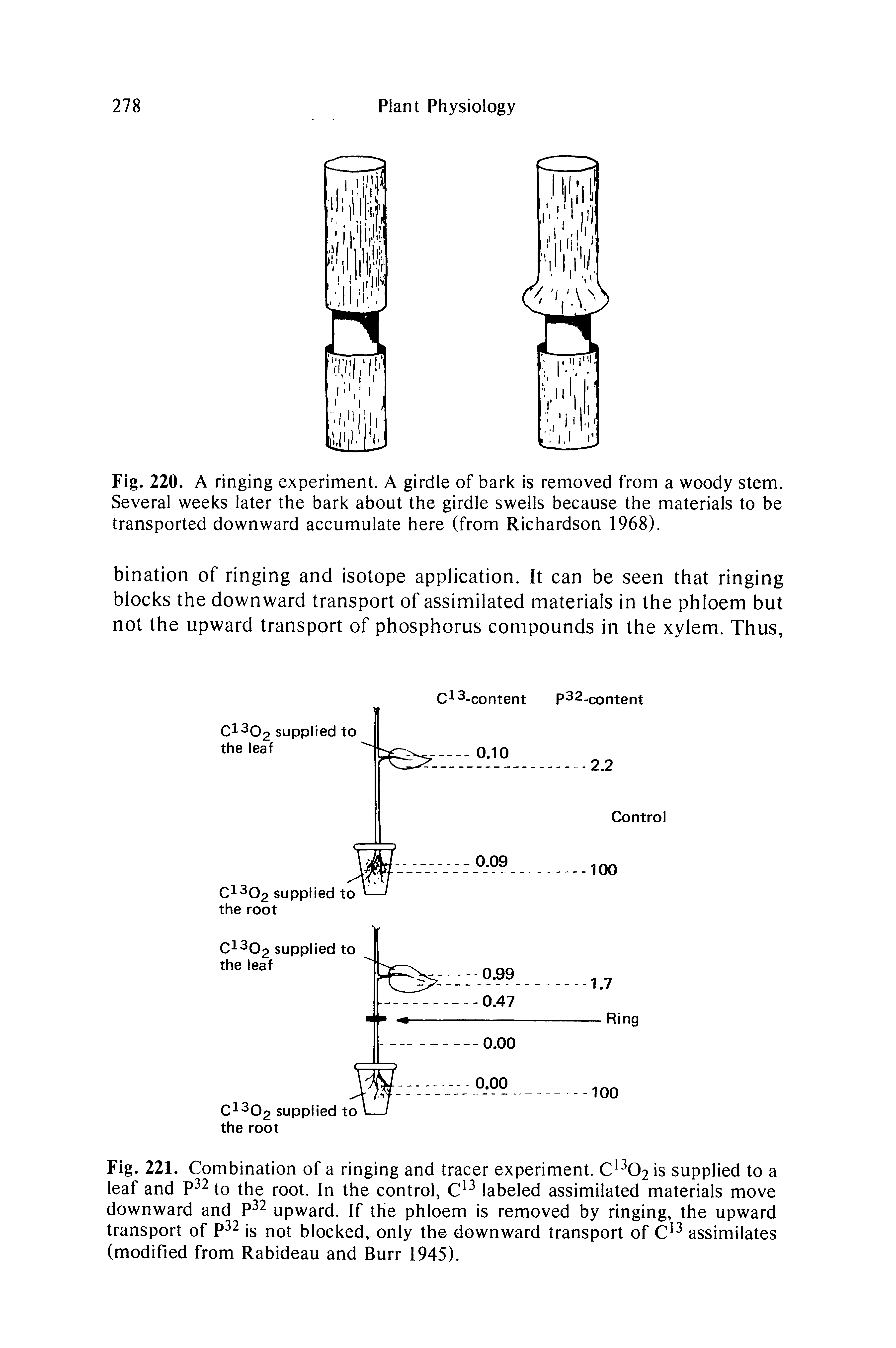 Fig. 221. Combination of a ringing and tracer experiment. C 02 is supplied to a leaf and P j.Qot. In the control, labeled assimilated materials move...