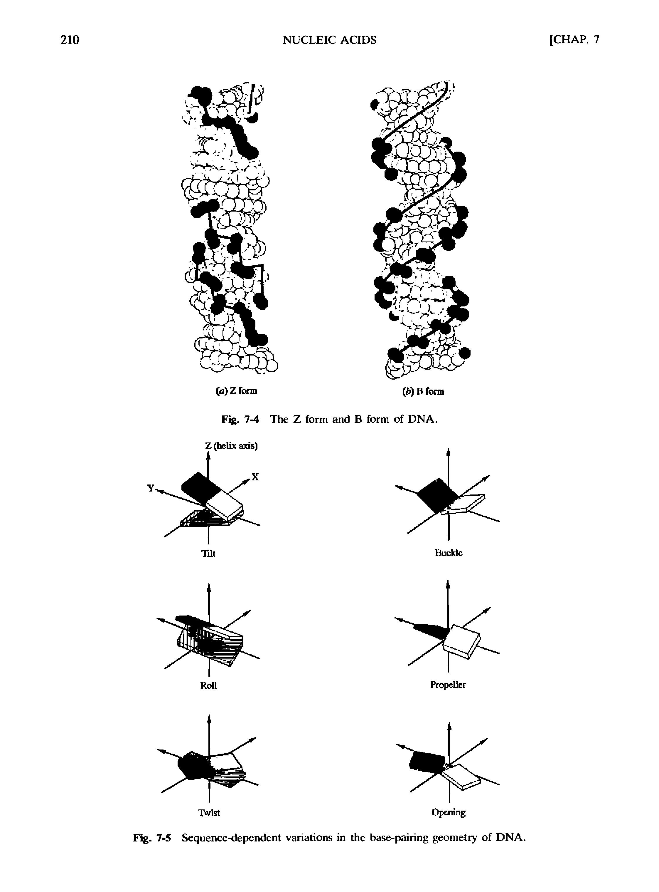 Fig. 7-5 Sequence-dependent variations in the base-pairing geometry of DNA.